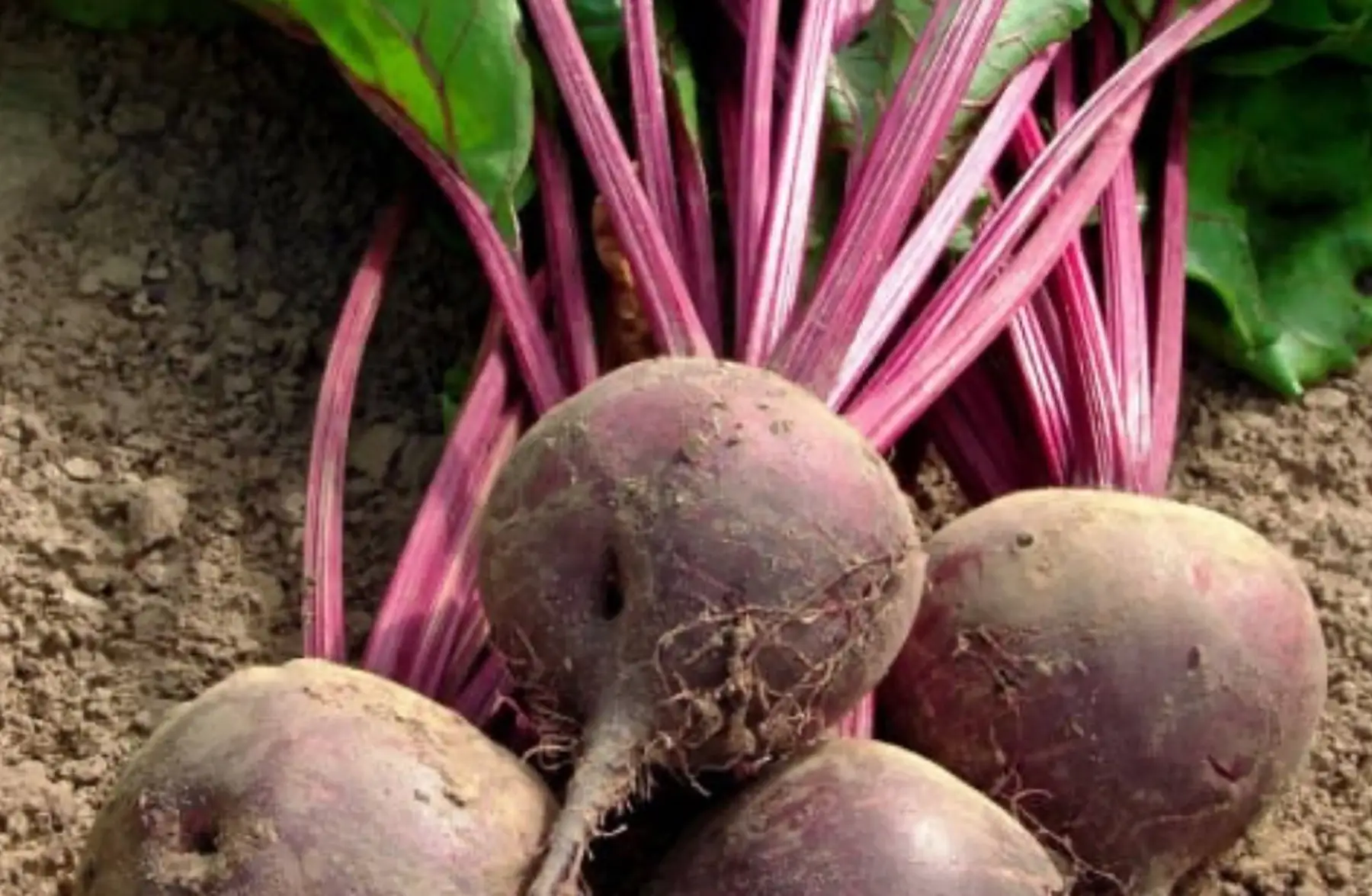 Betterave rouge en vrac