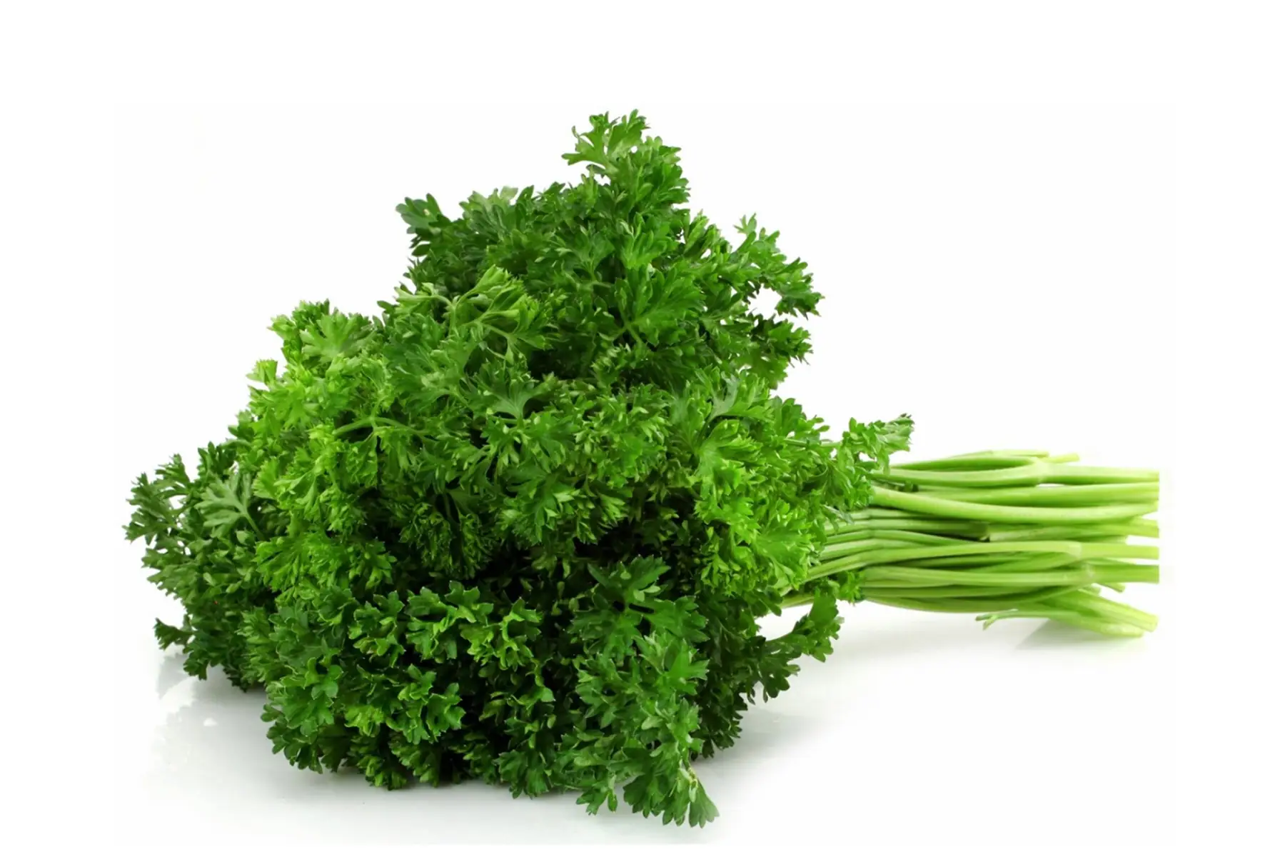 Aromatique persil frisé