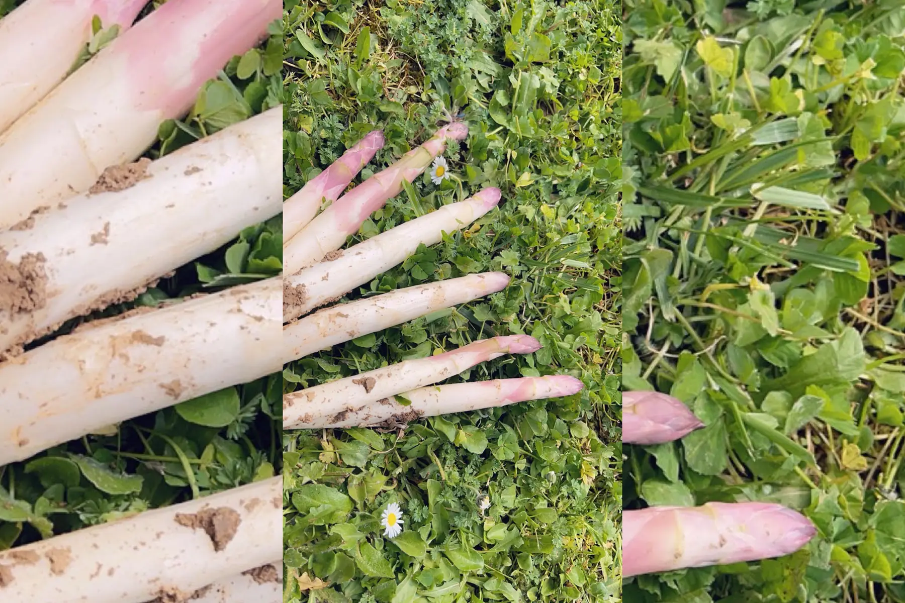Asperges blanche BIO 500grs