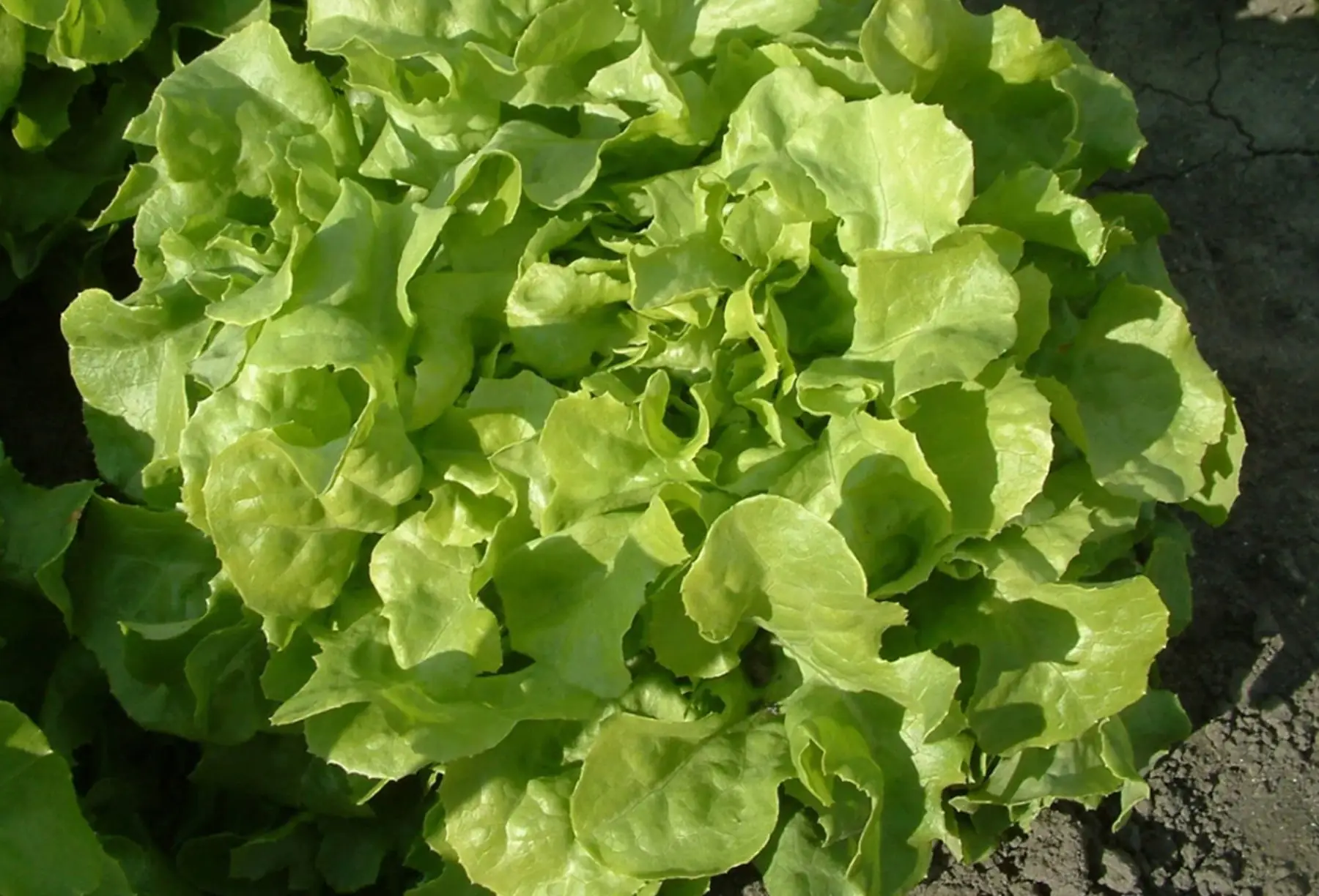 Salade feuille de chêne verte