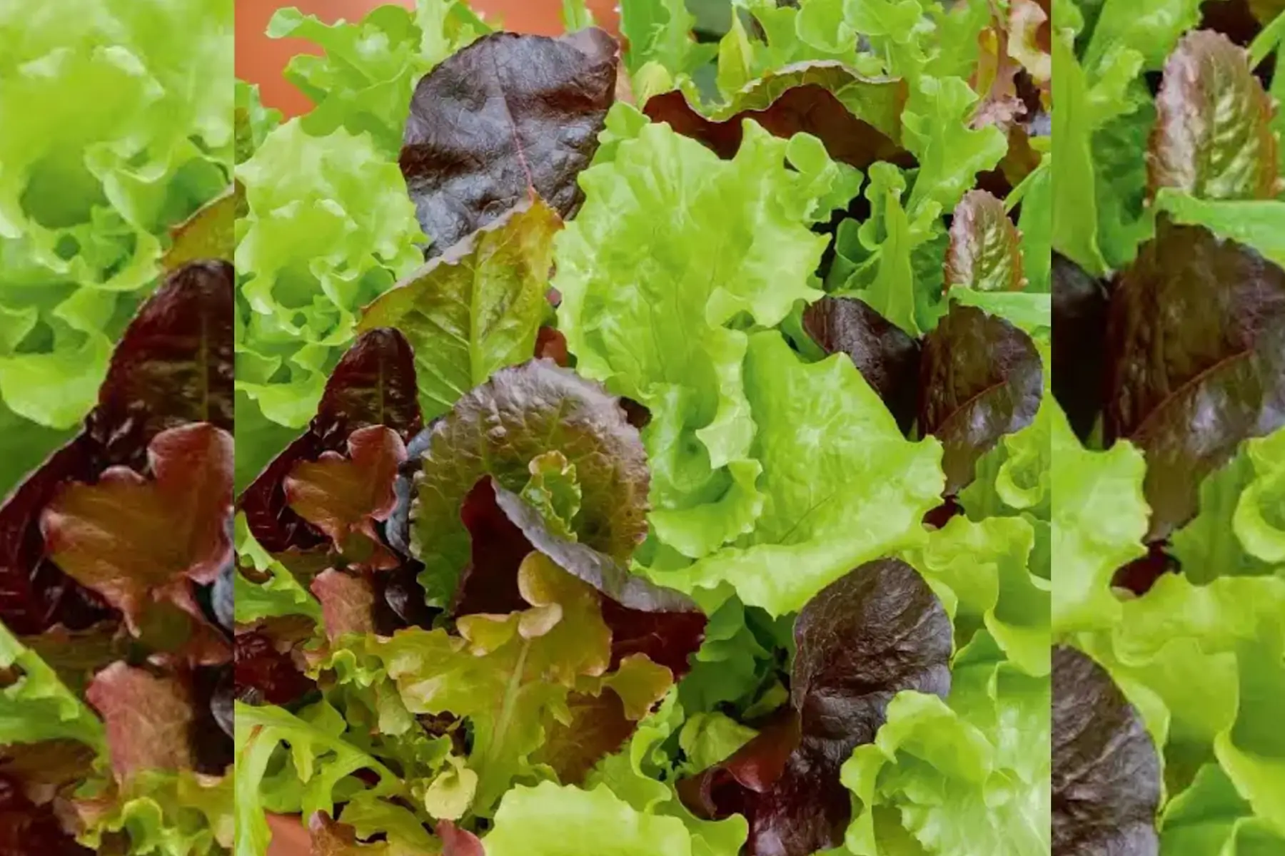 Mesclun