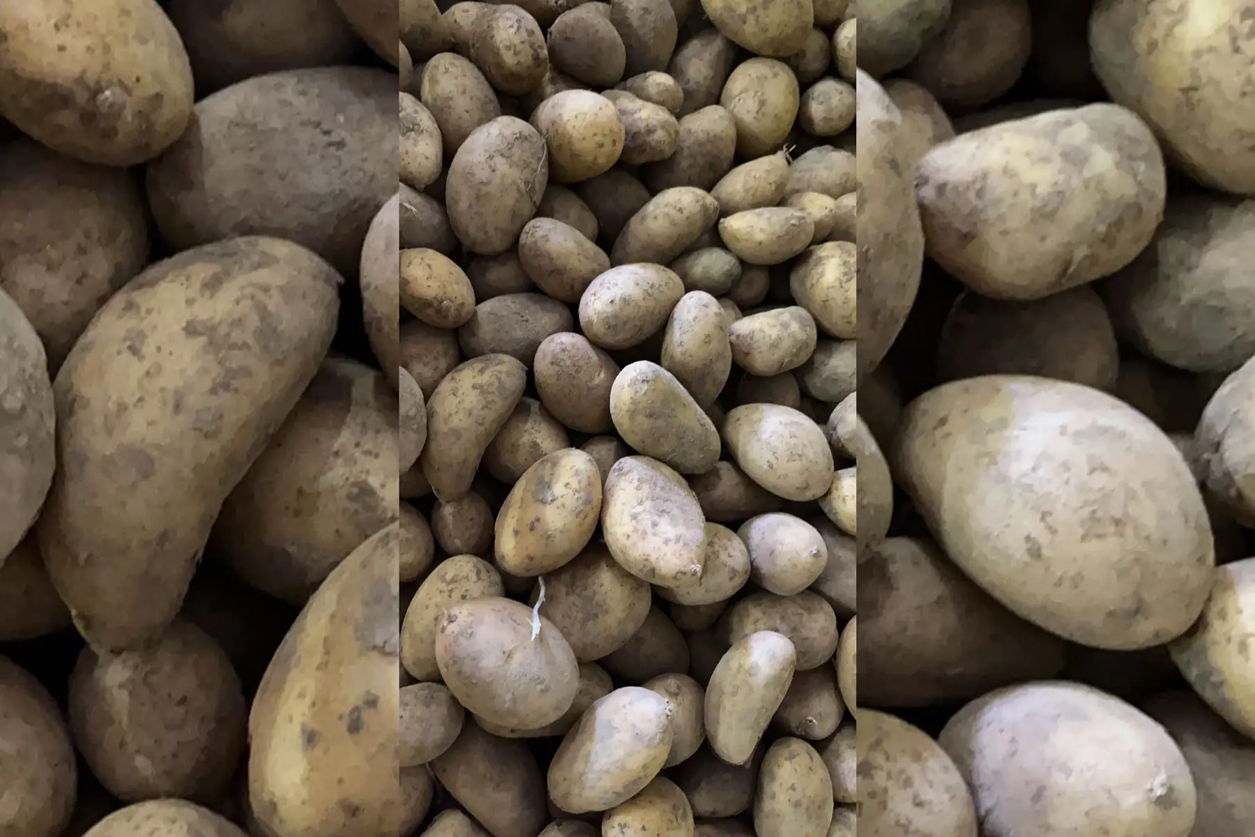 F- Pomme de terre Gourmandine