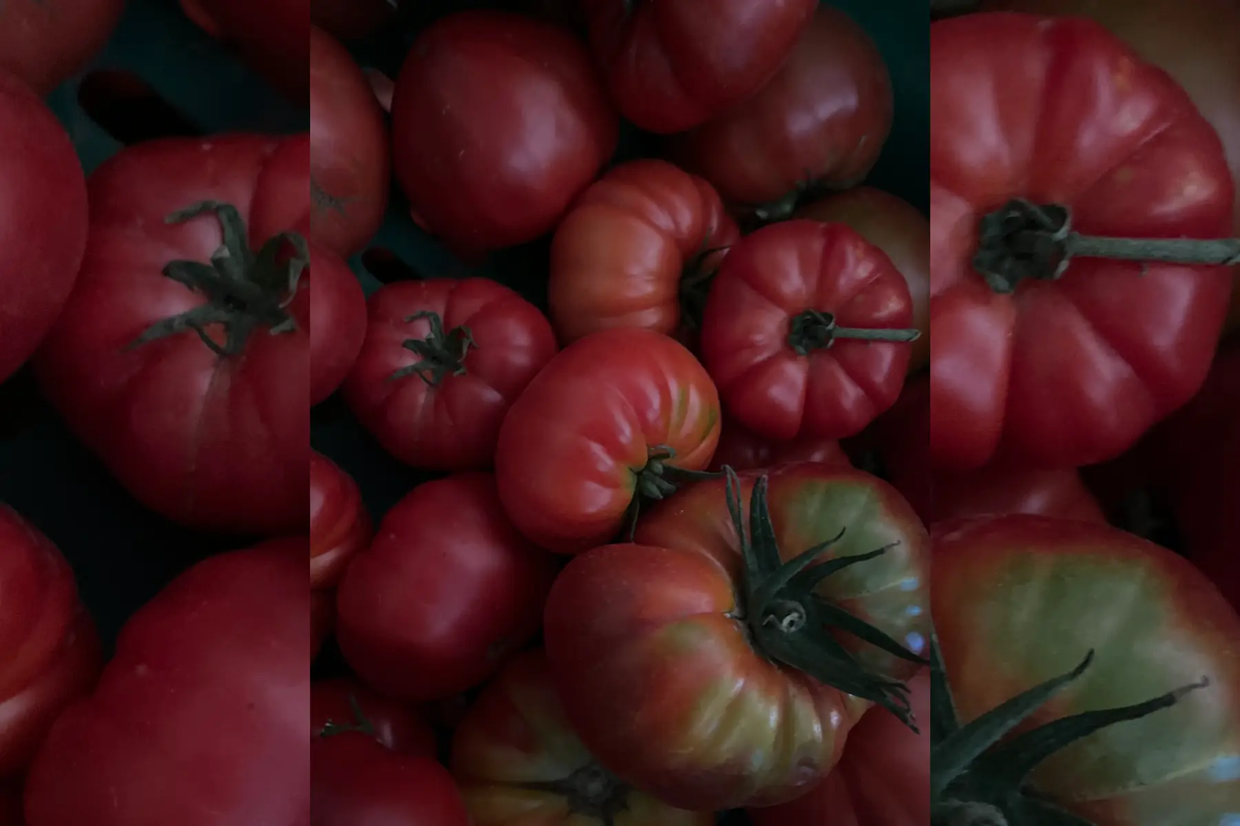 Tomates côtelé