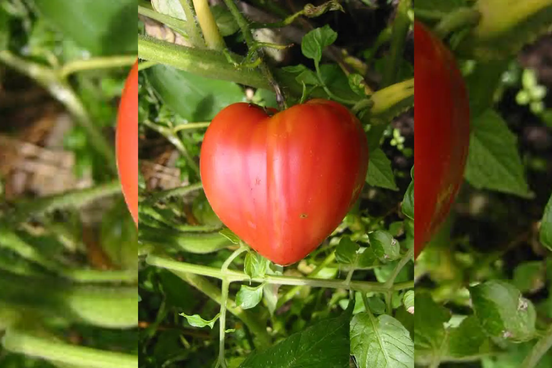 Tomates cœur de B