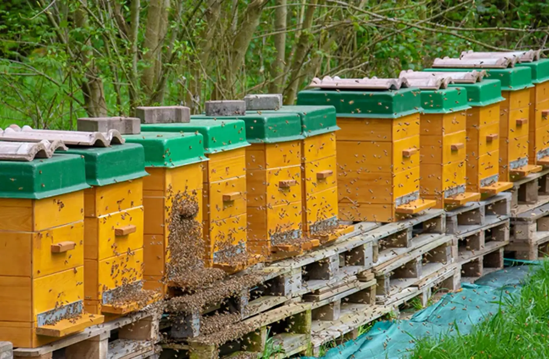 rucher famille vigneron - honapi