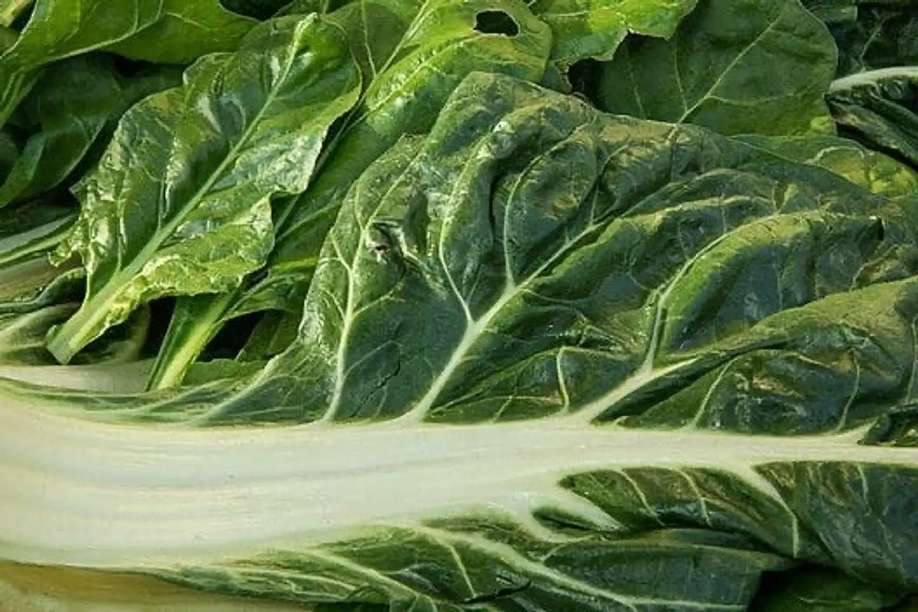 Le champ des Aubépines