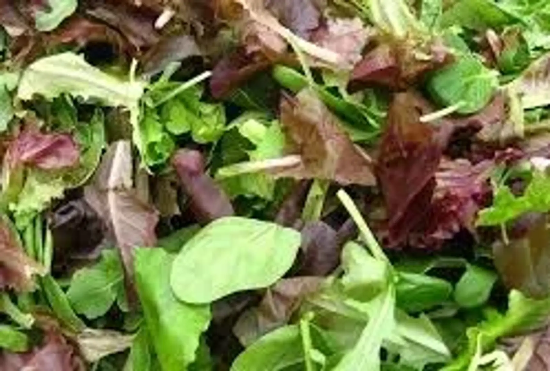 Mesclun