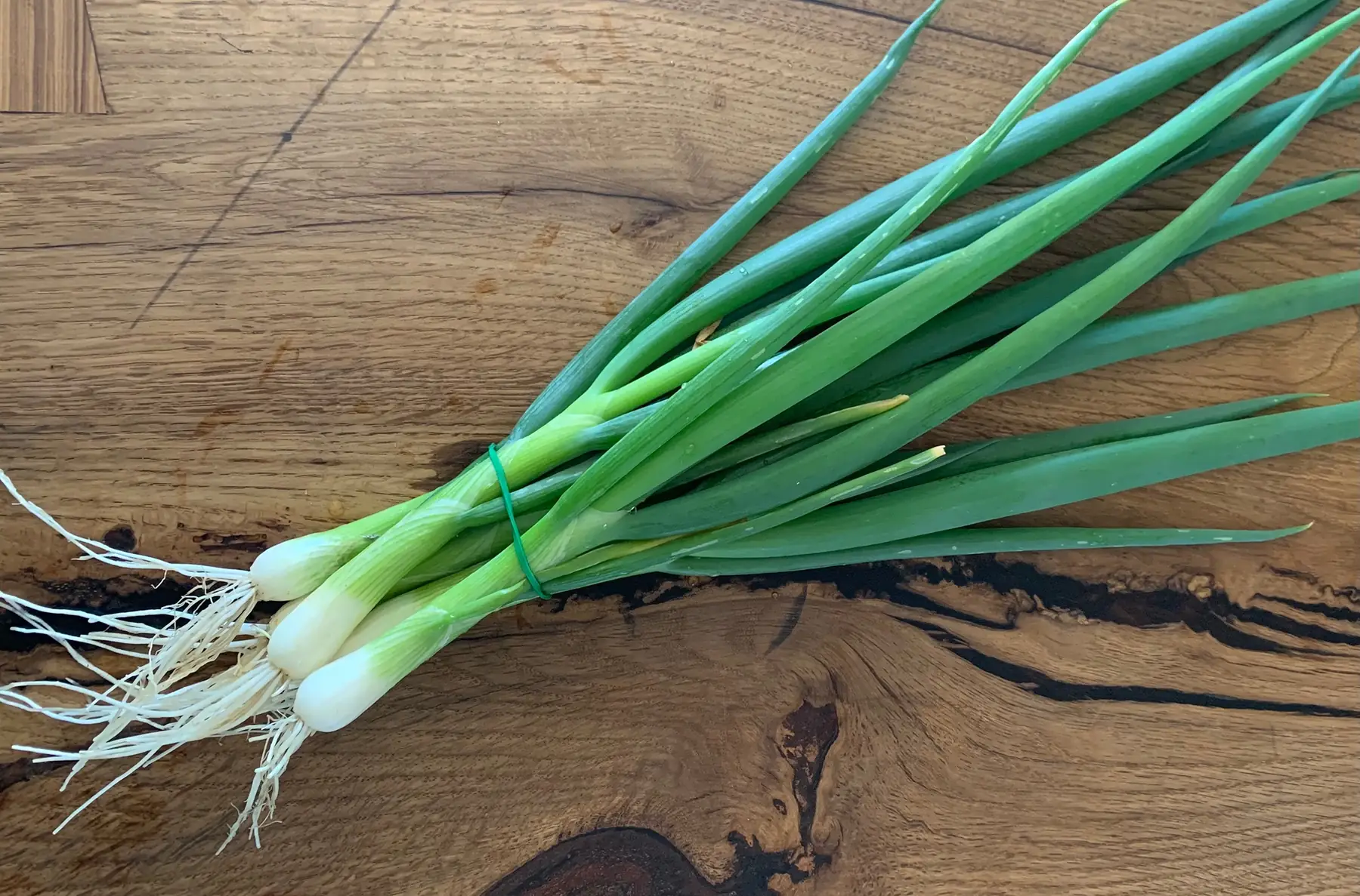 Oignons ciboule