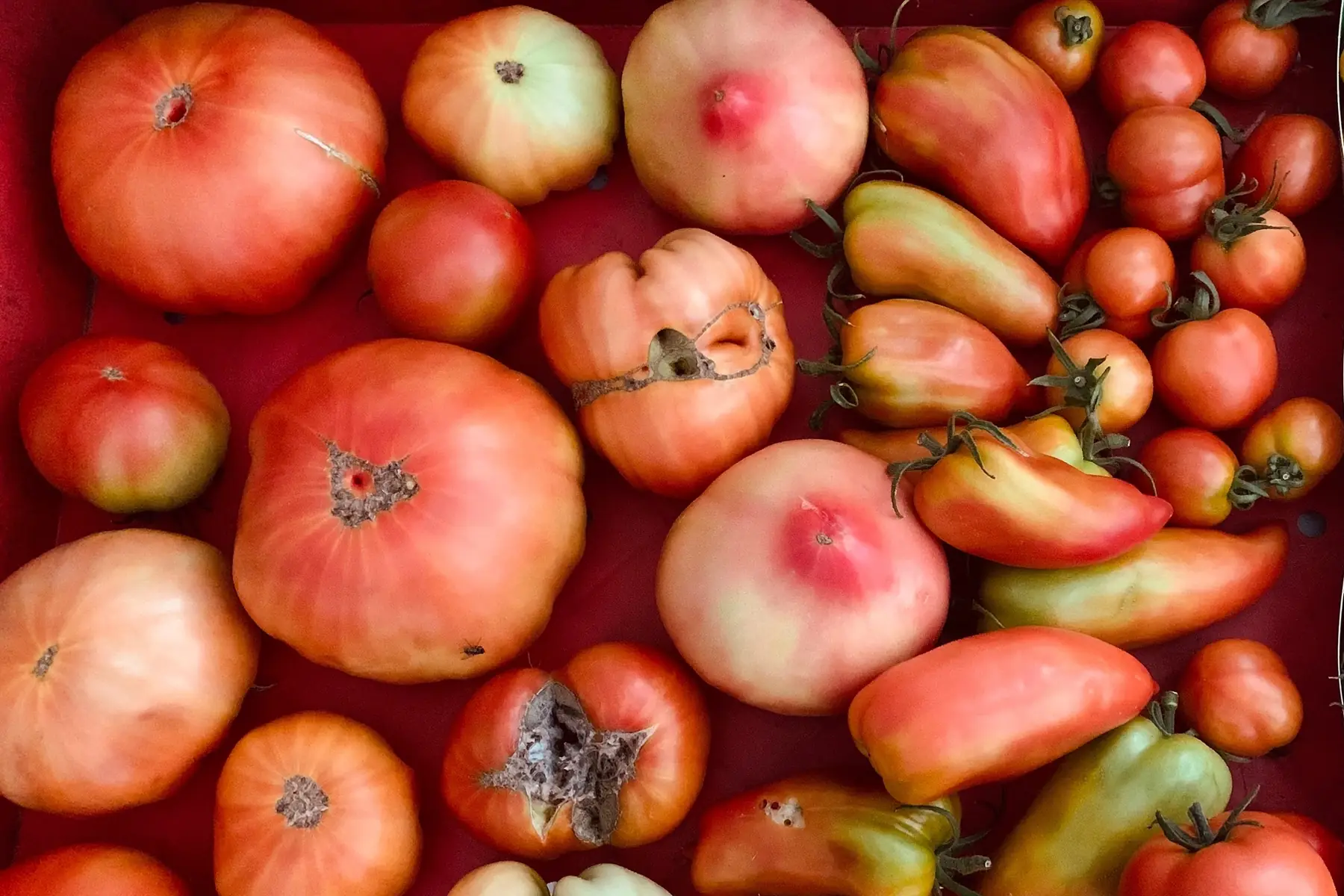 Tomates anciennes
