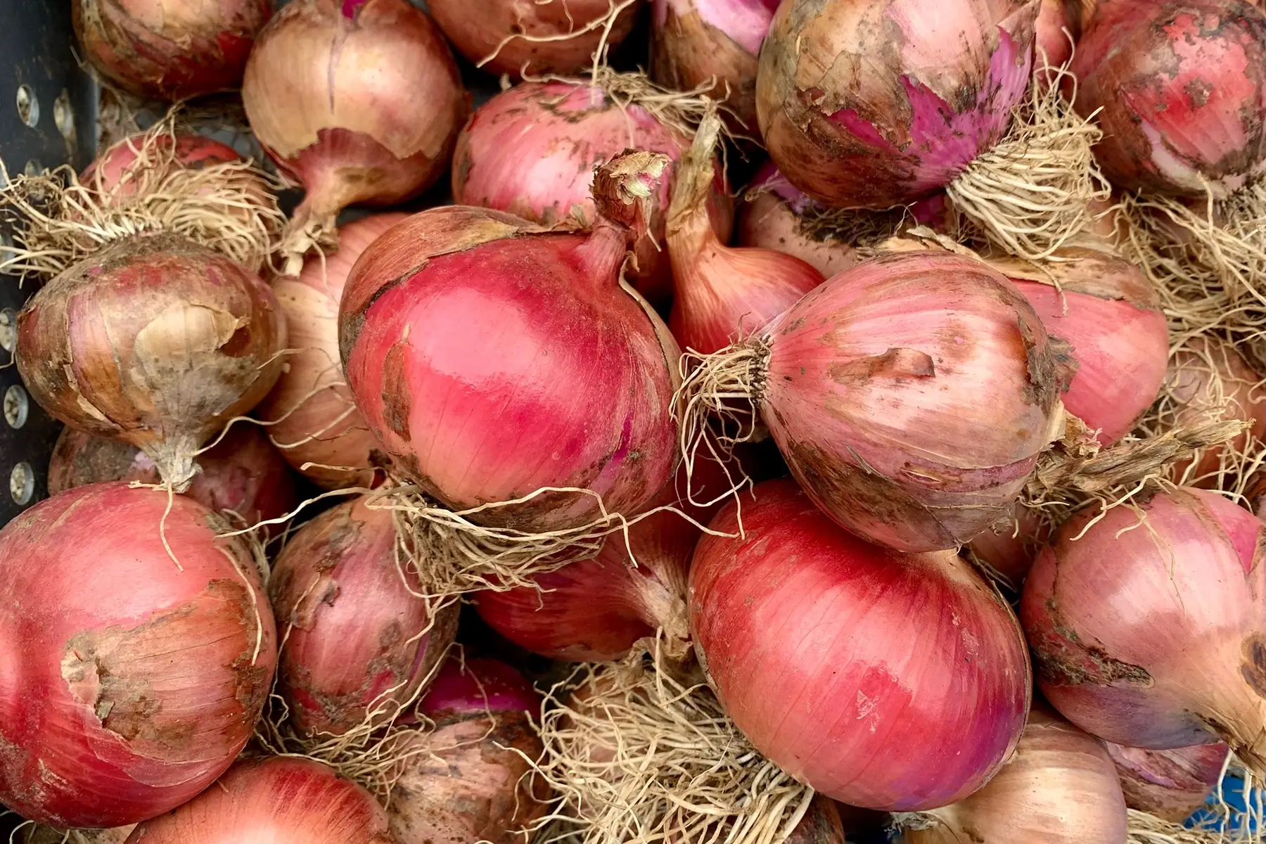 Oignons rouges
