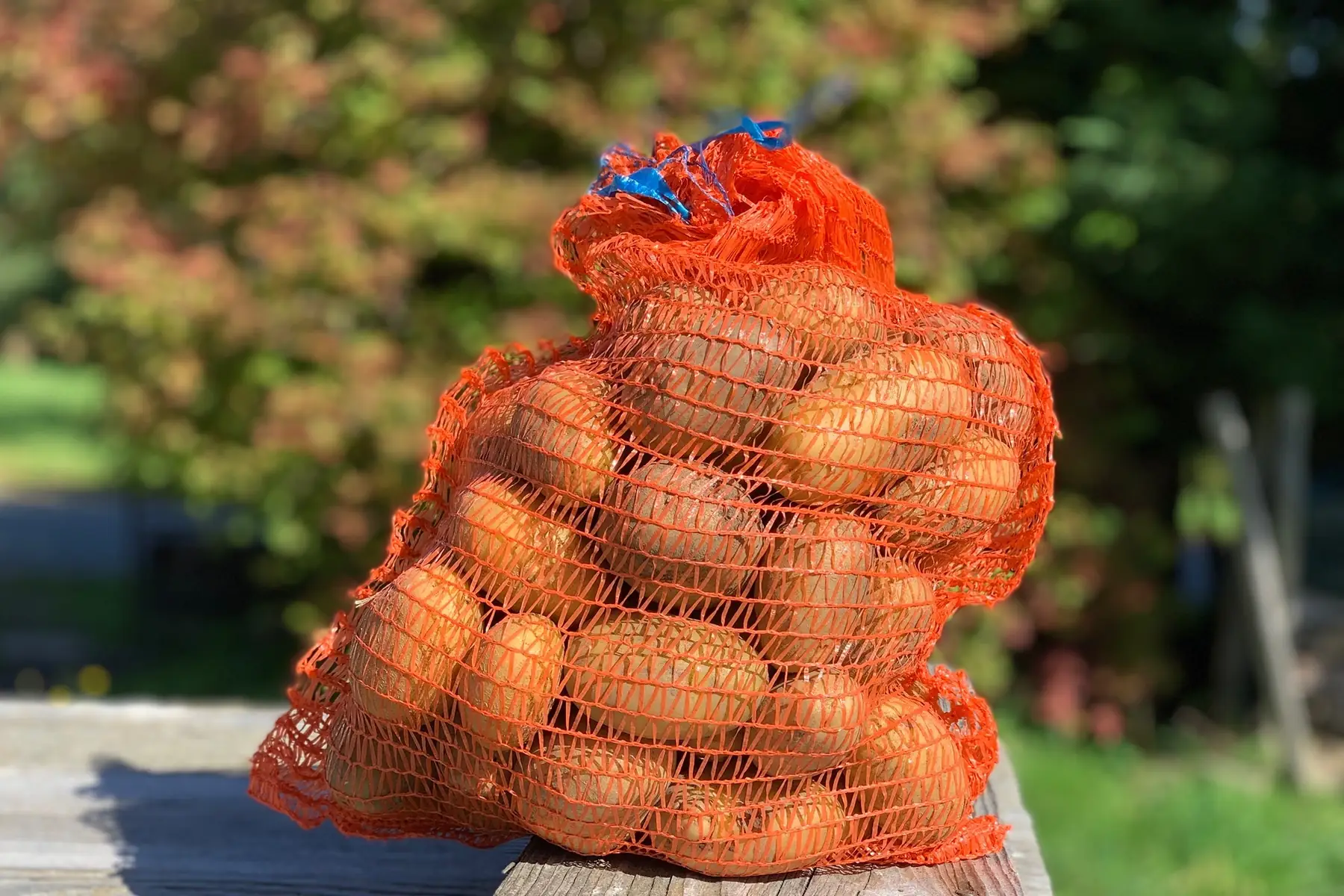 Pomme de terre (Charlotte)