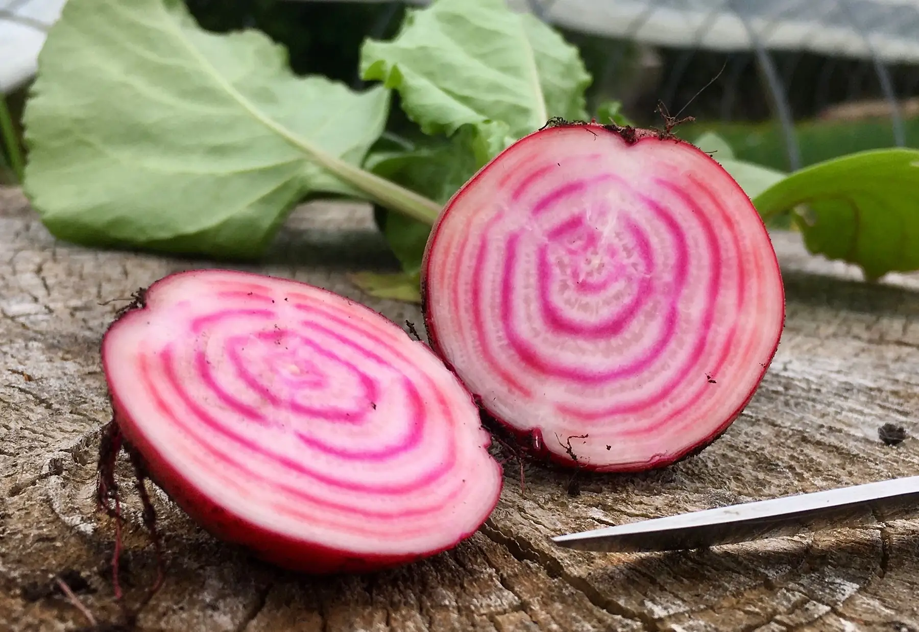 Betterave Chioggia