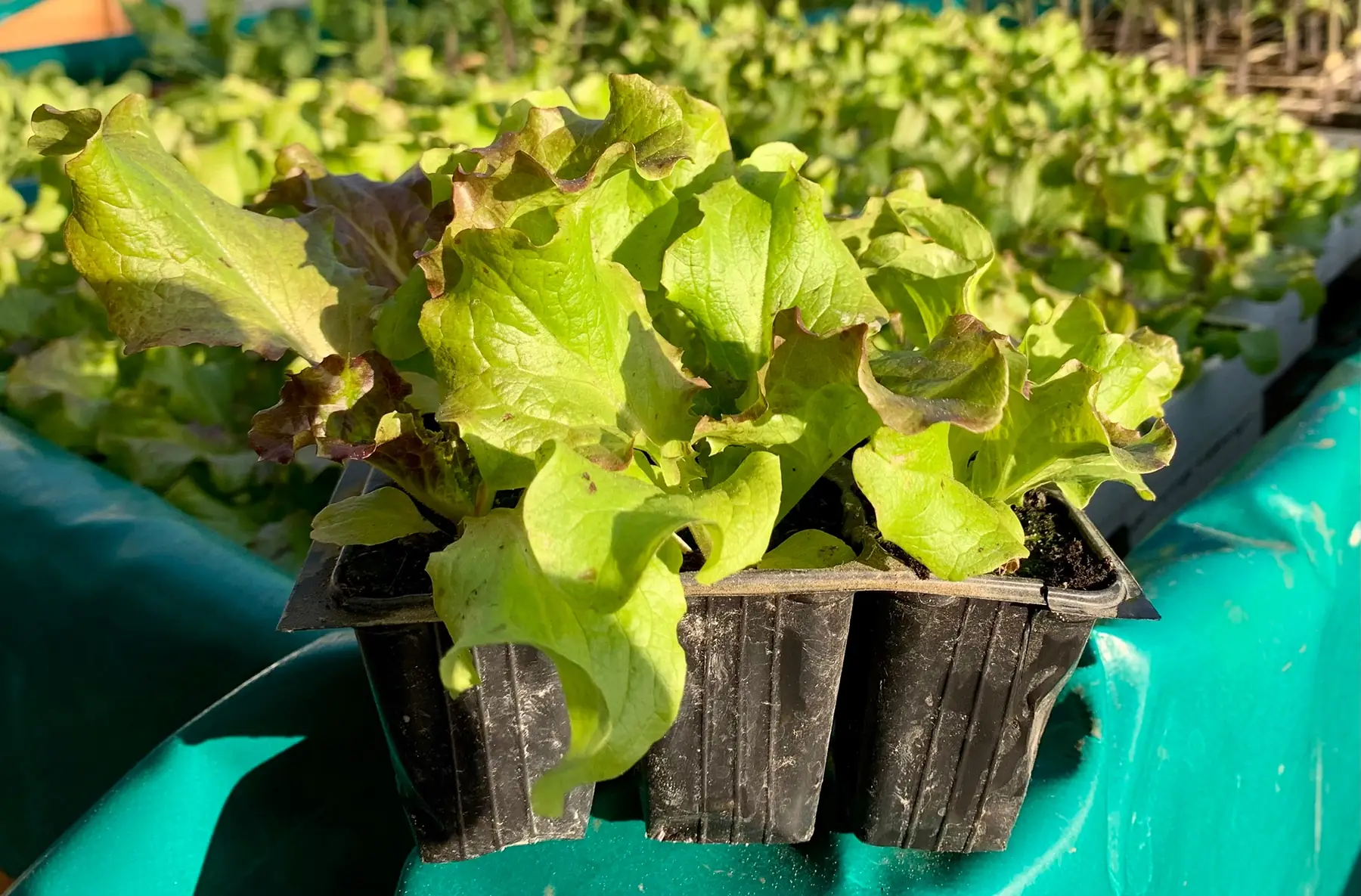 Plant de salade