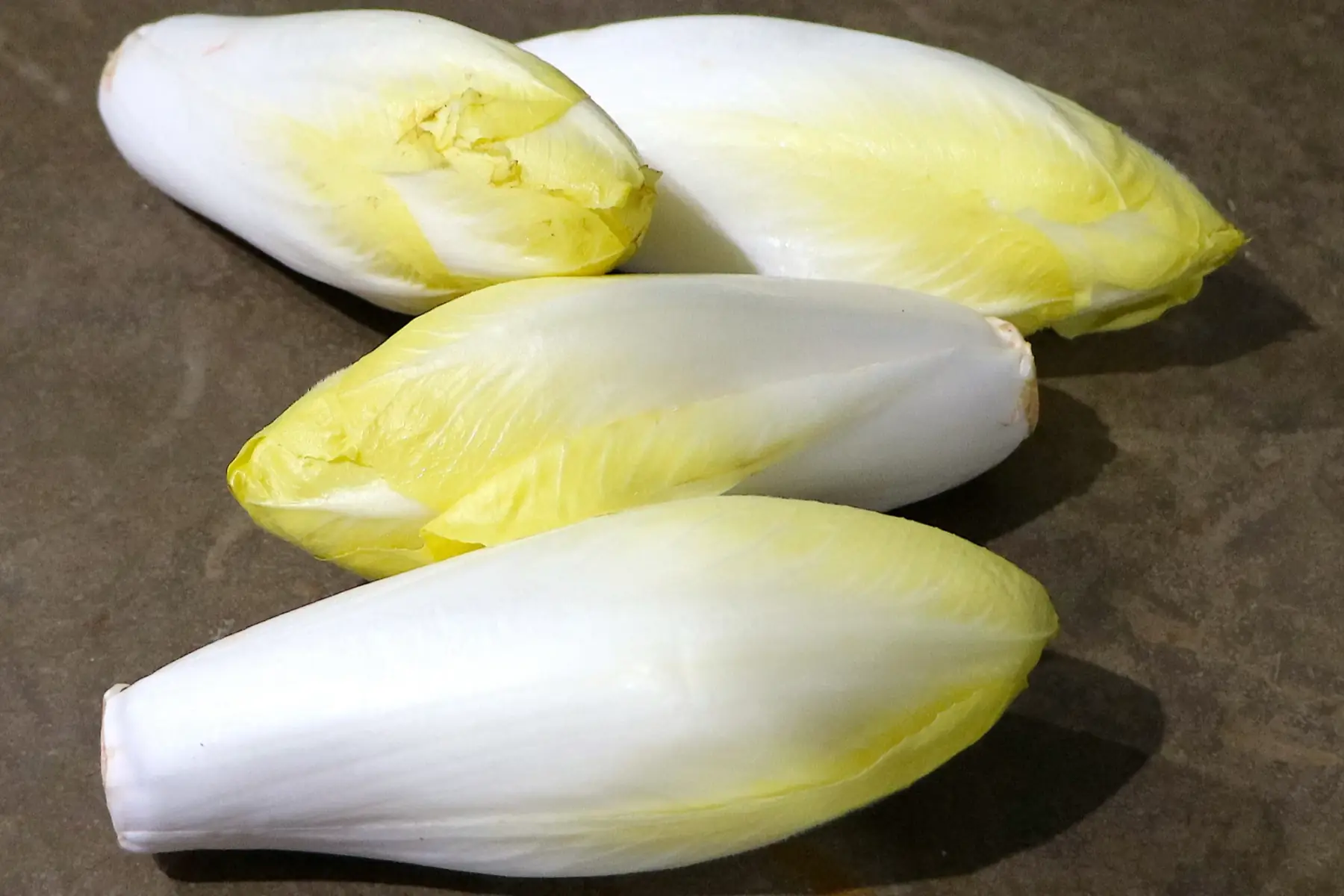 Endive - origine Bretagne