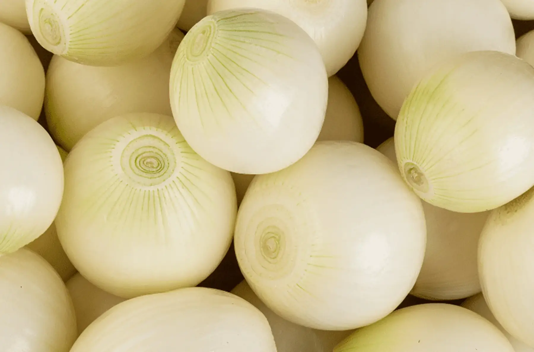 Oignon blanc vrac - Produit au jardin