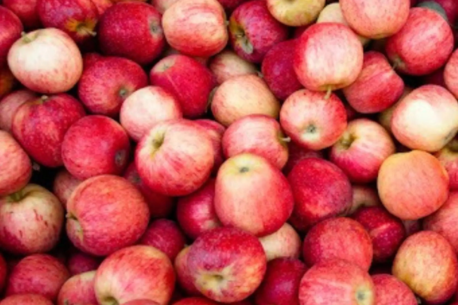 Pommes - Coteaux nantais (44)