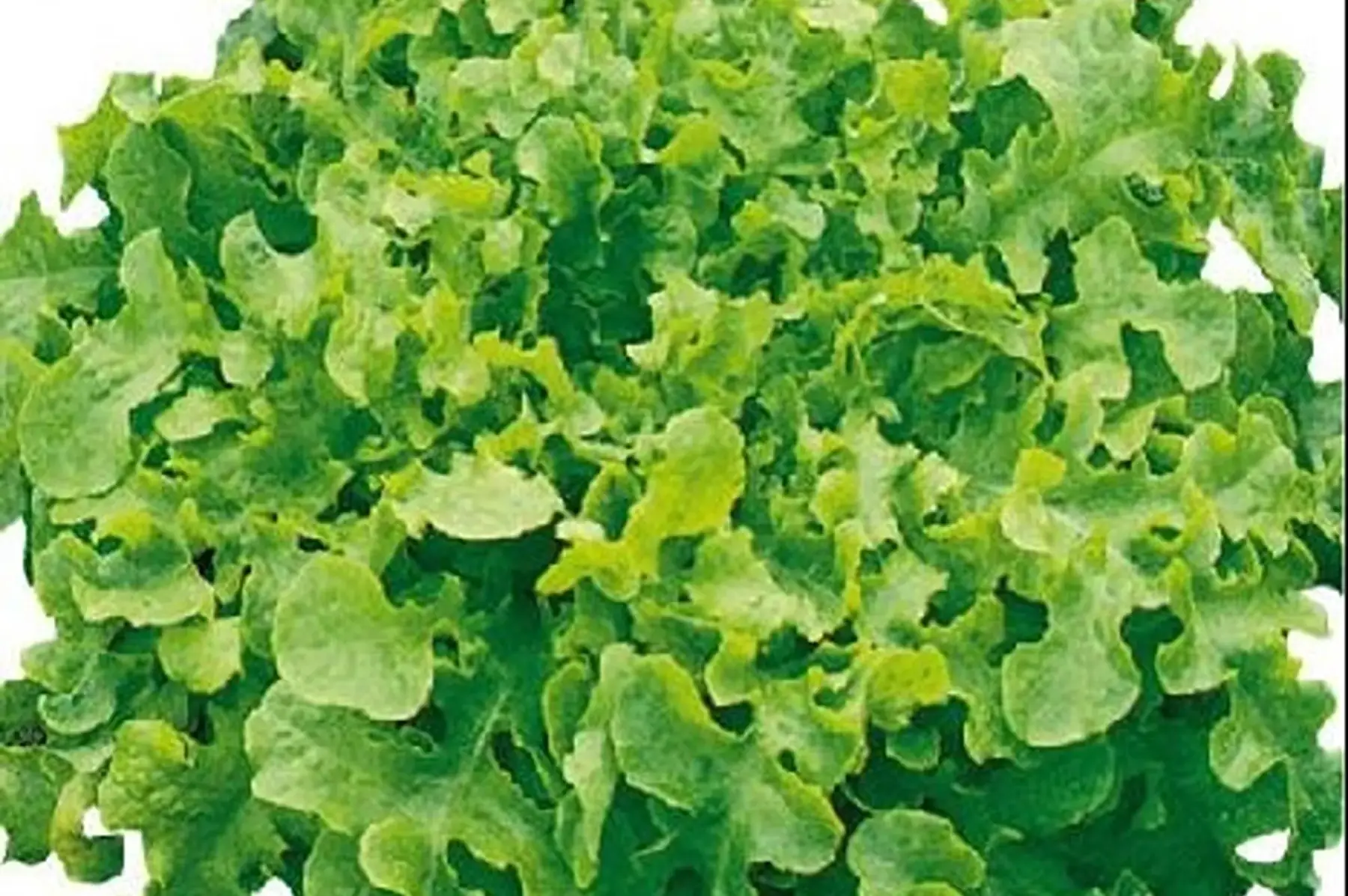 Salade feuille de chêne