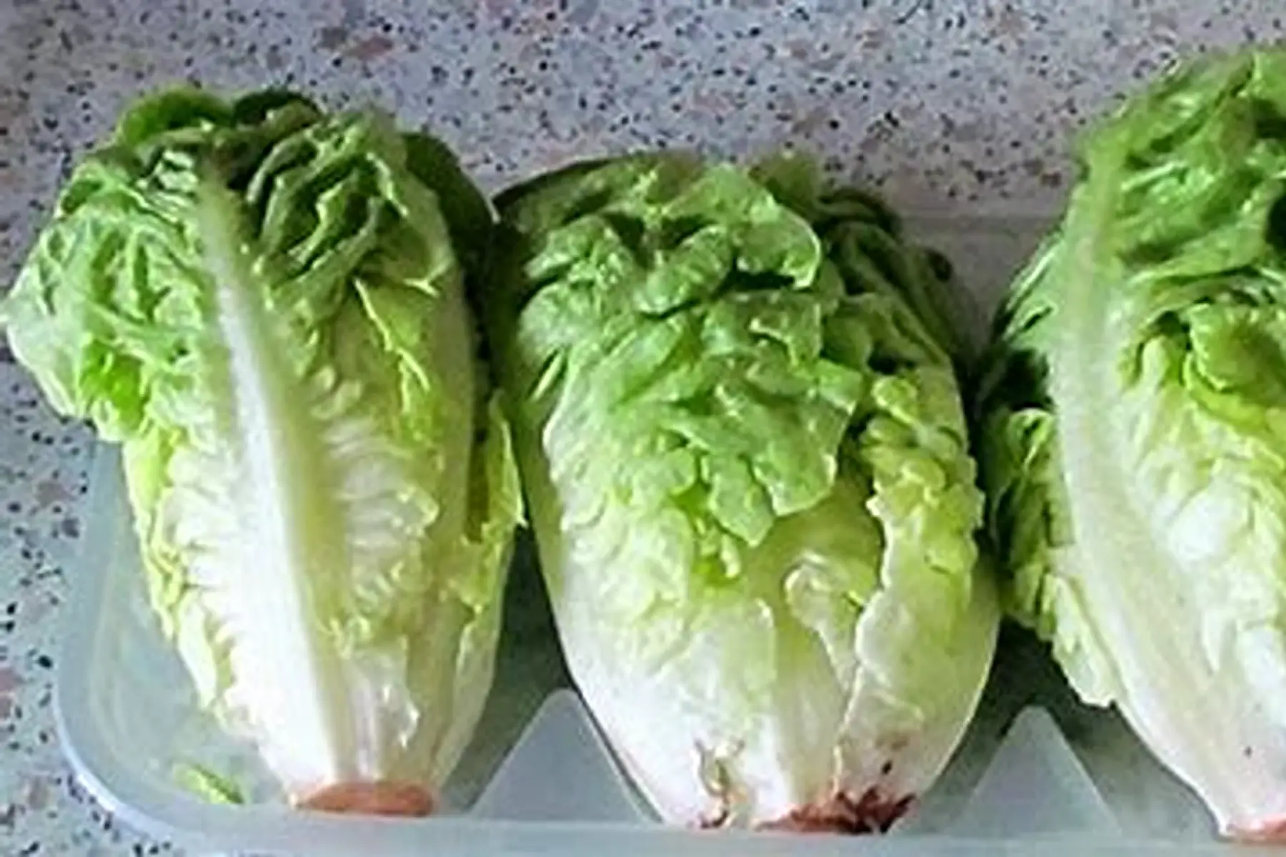 Salade sucrine