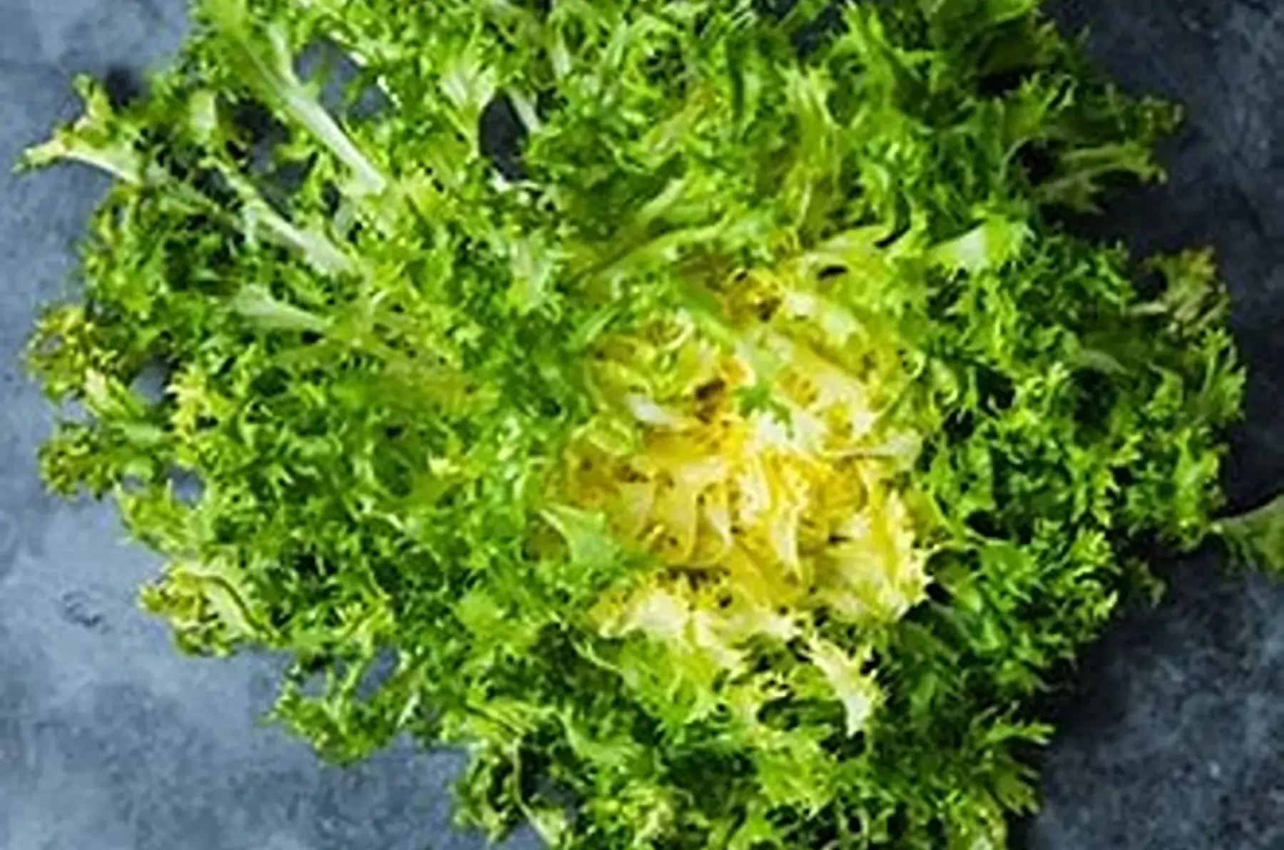 Scarole frisée