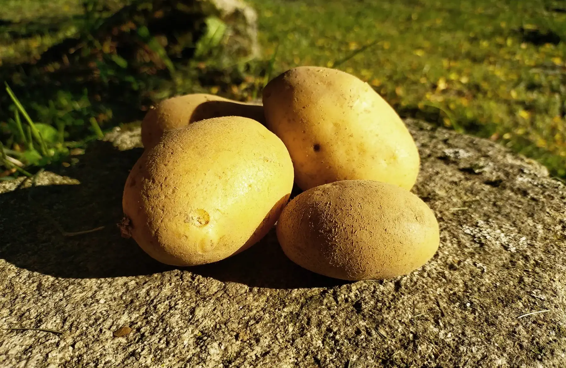 Pomme de terre - blanche