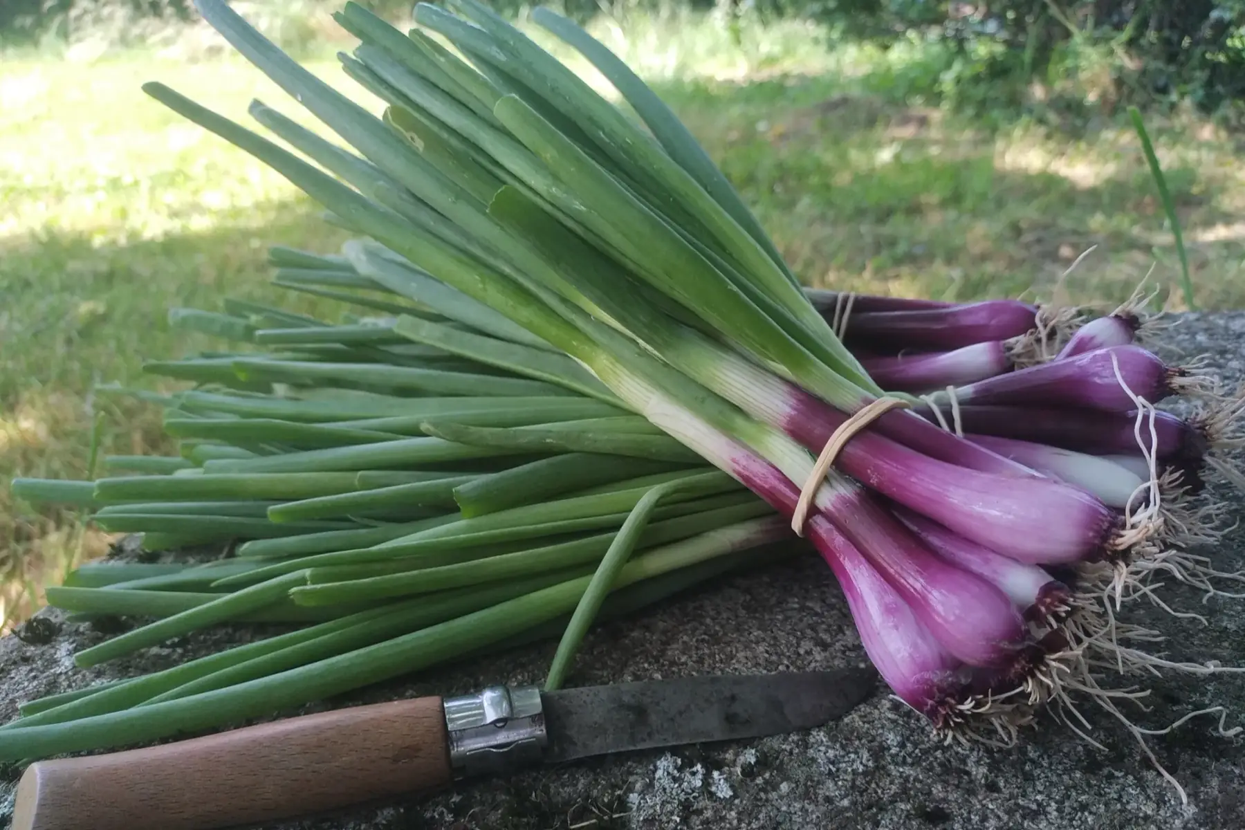 Oignons rouges nouveaux