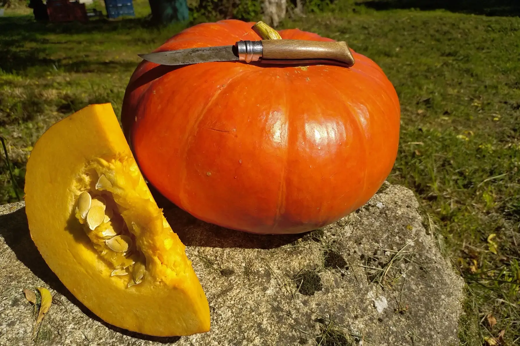 Tranche de potiron (Rouge vif d'Etampes)