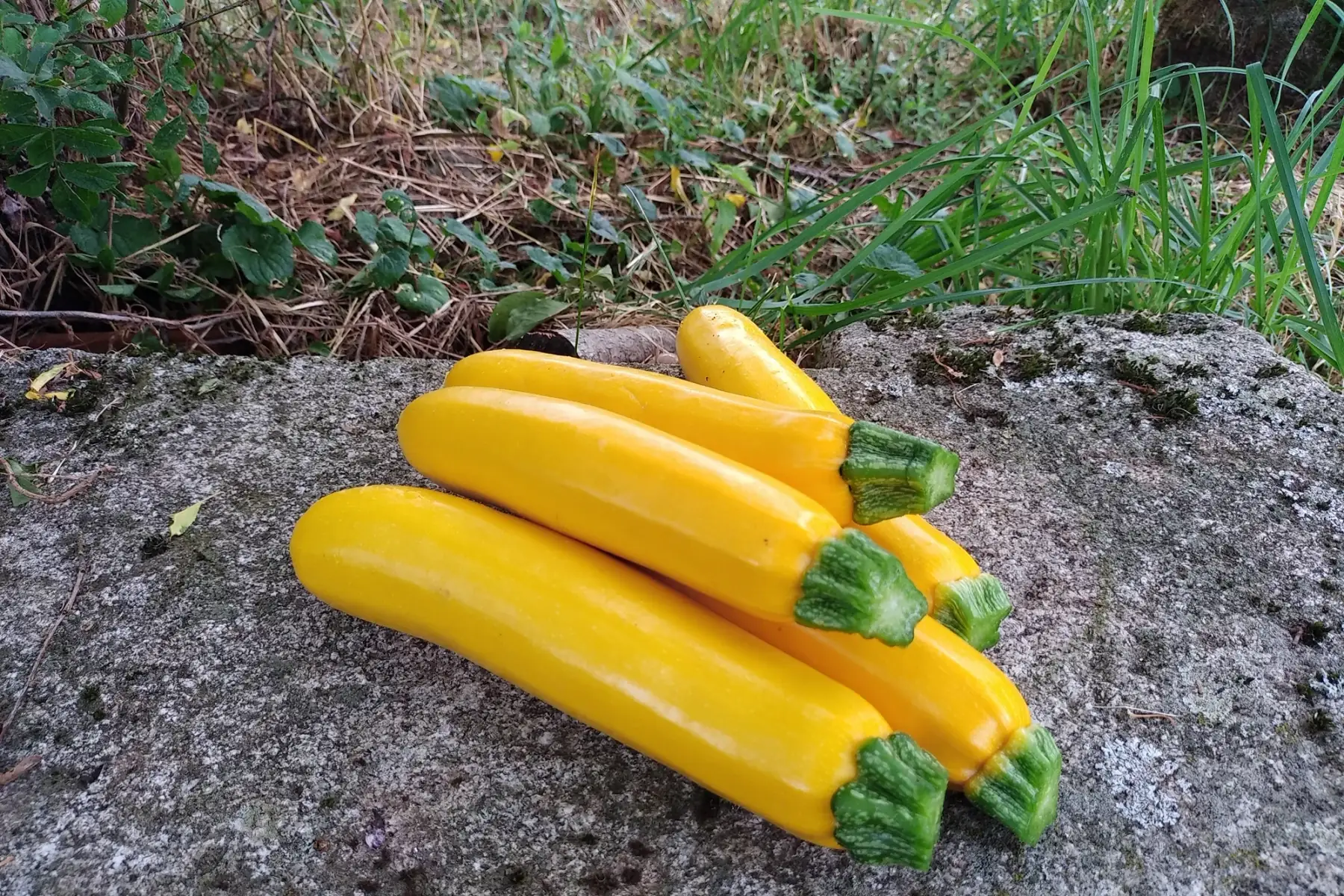 Courgettes jaunes