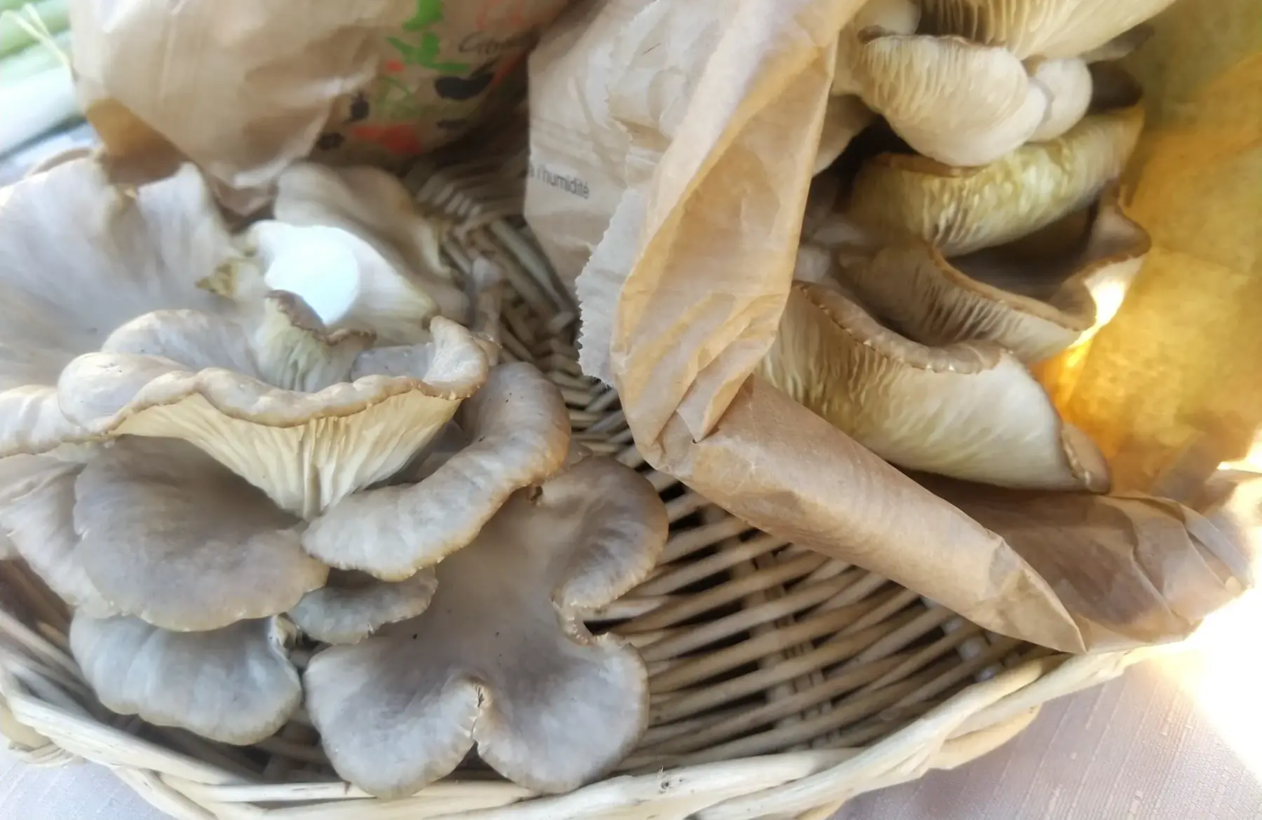 Pleurote 500gr