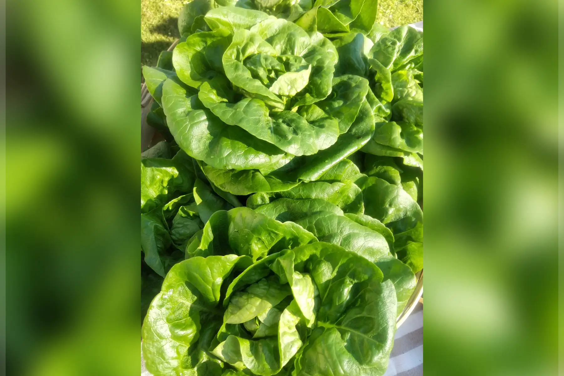Salade