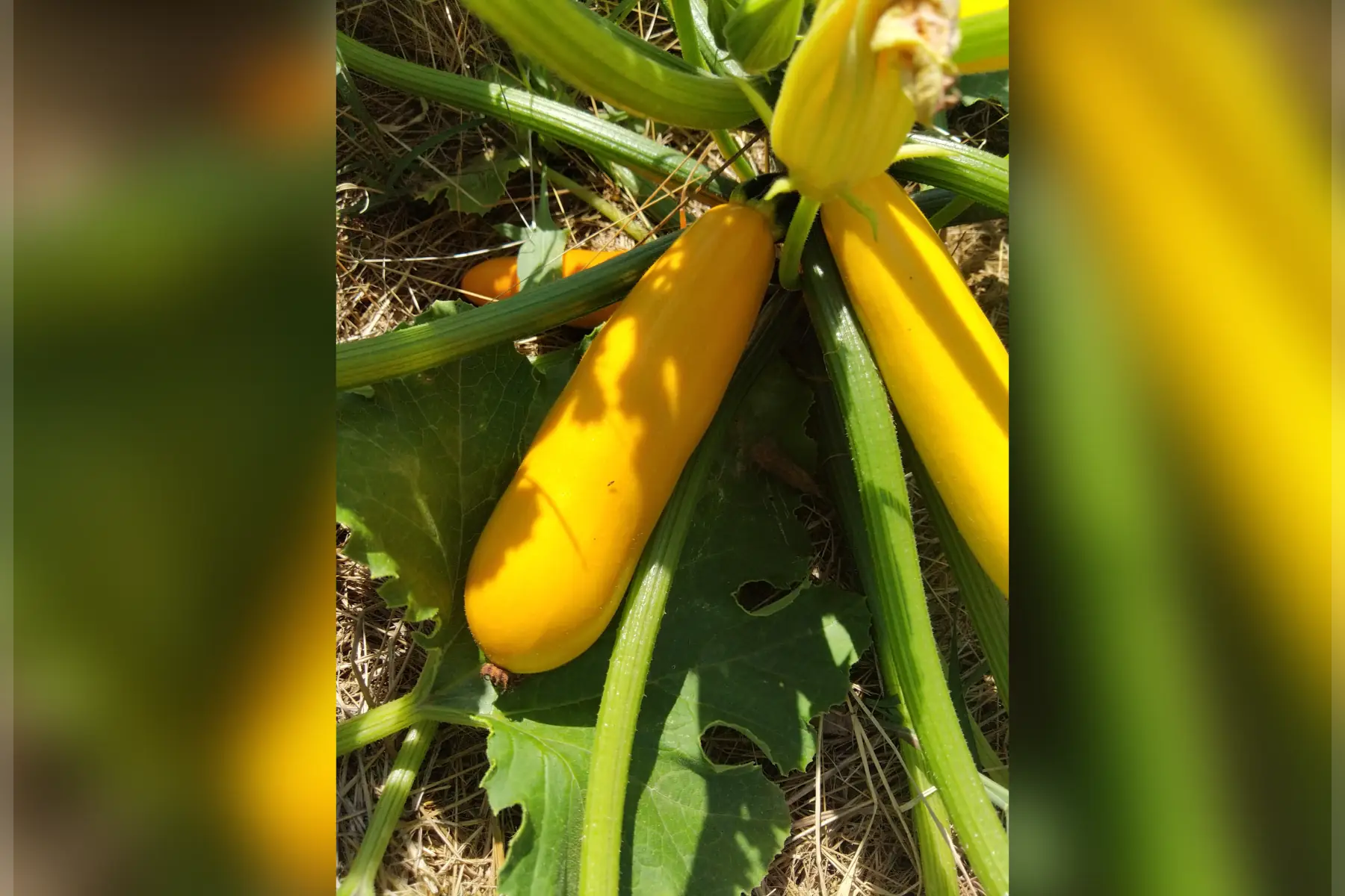 Courgettes jaunes