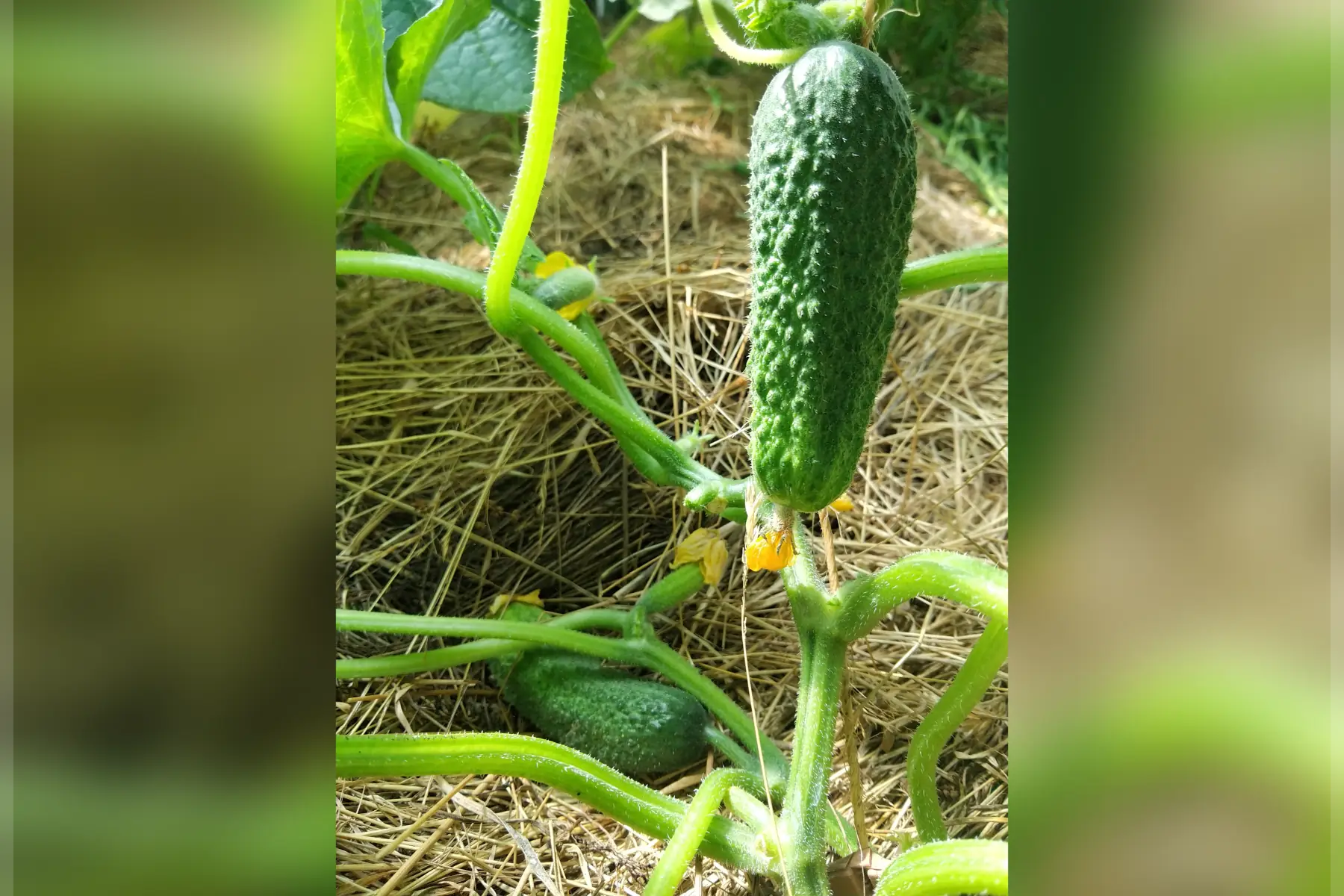 Cornichons
