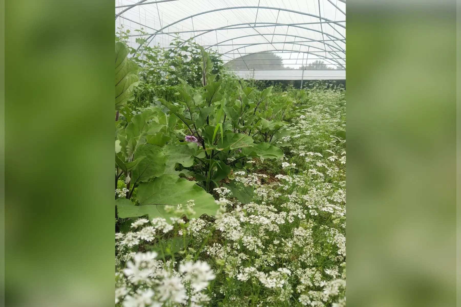 Les Jardins de Naz de Hé