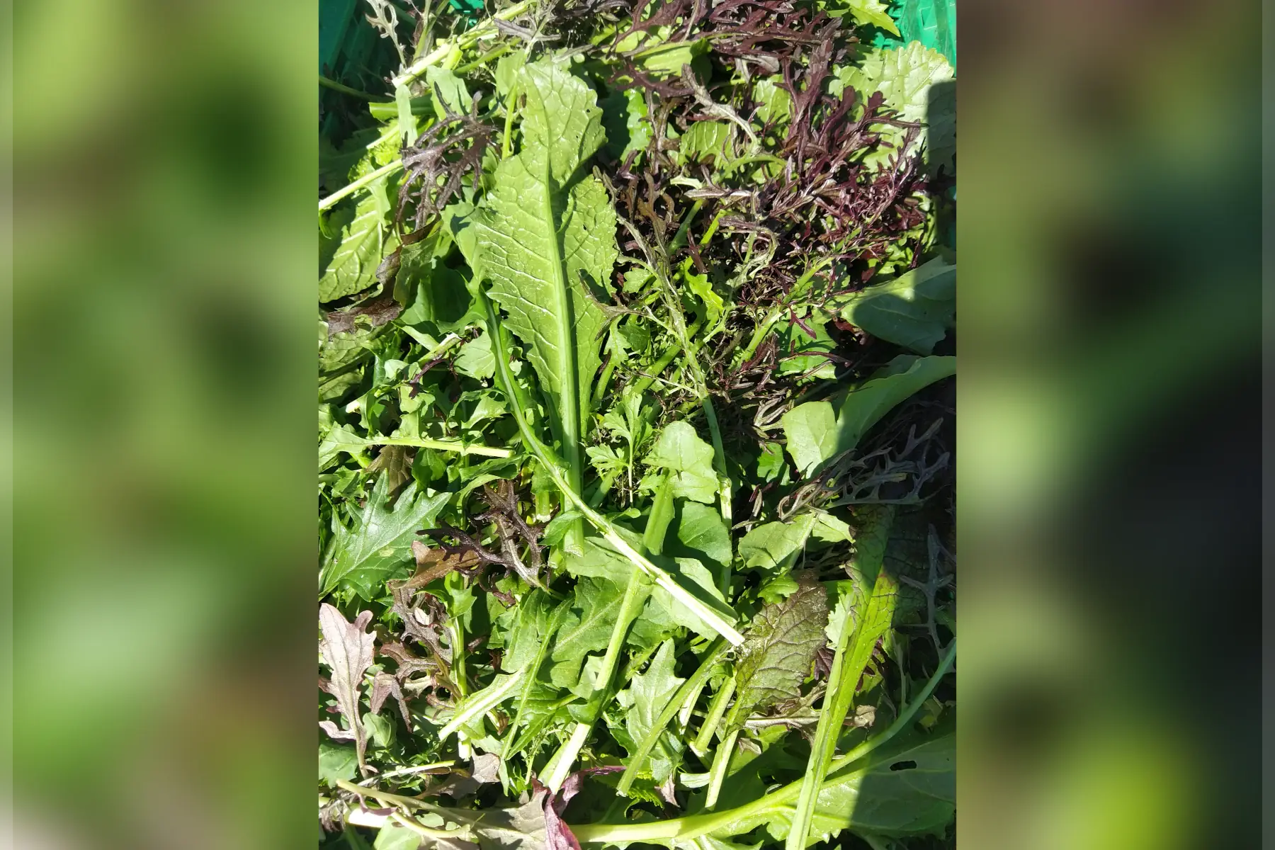 Mesclun