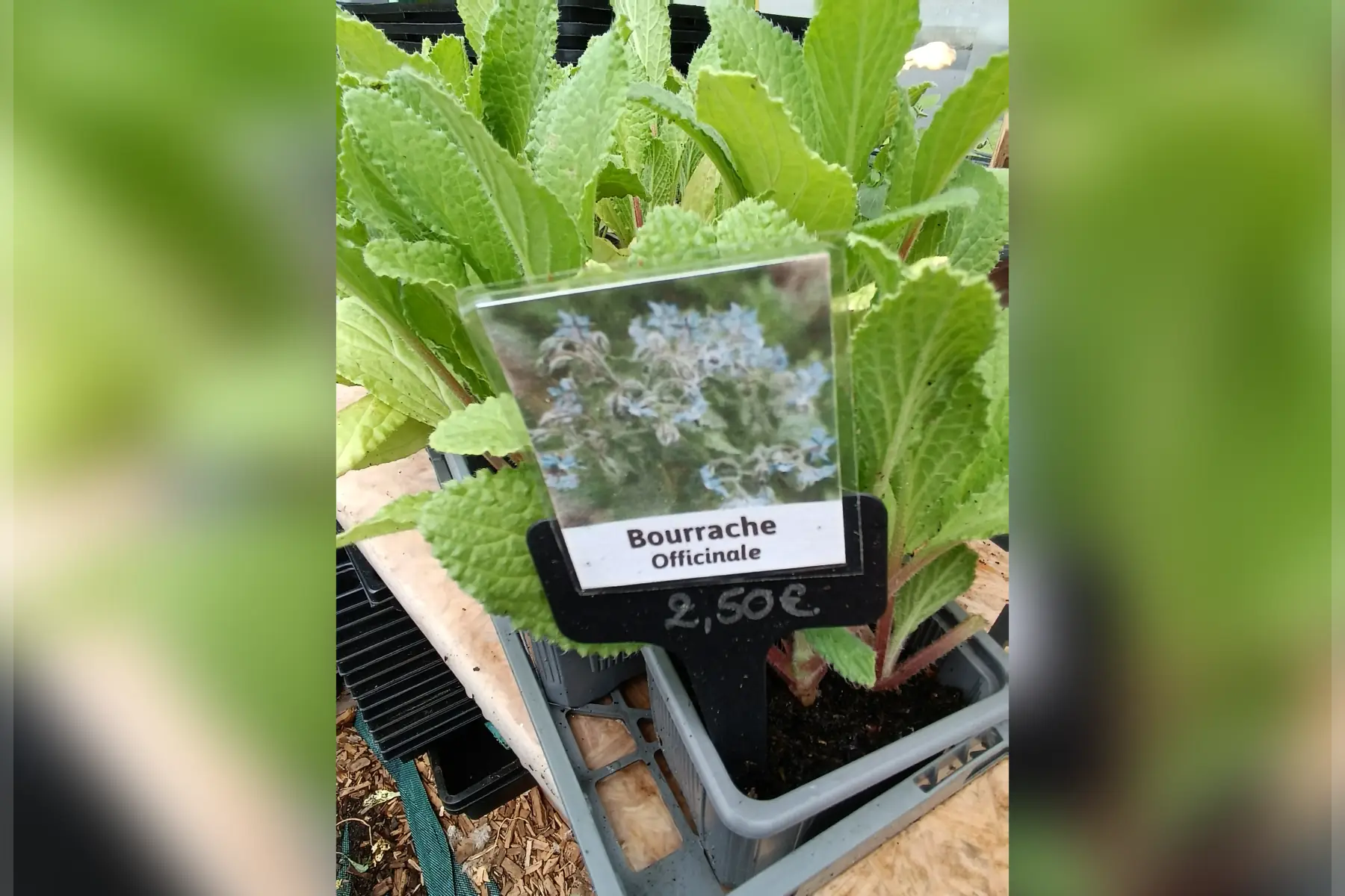 Plant de bourrache