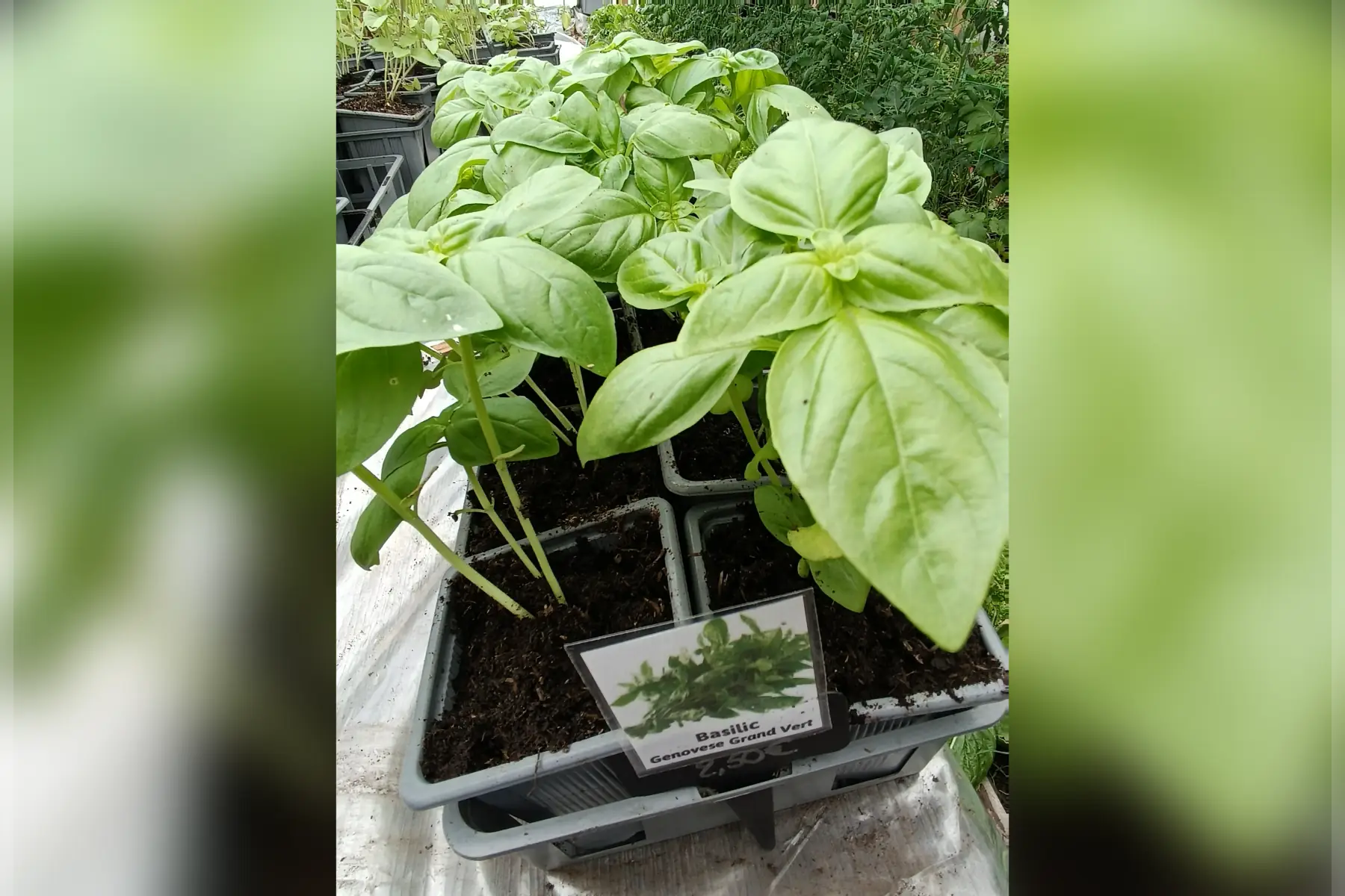 Plant de Basilic Genovese Grand Vert