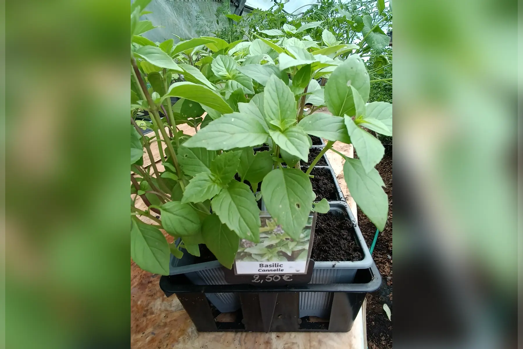 Plant de Basilic Cannelle