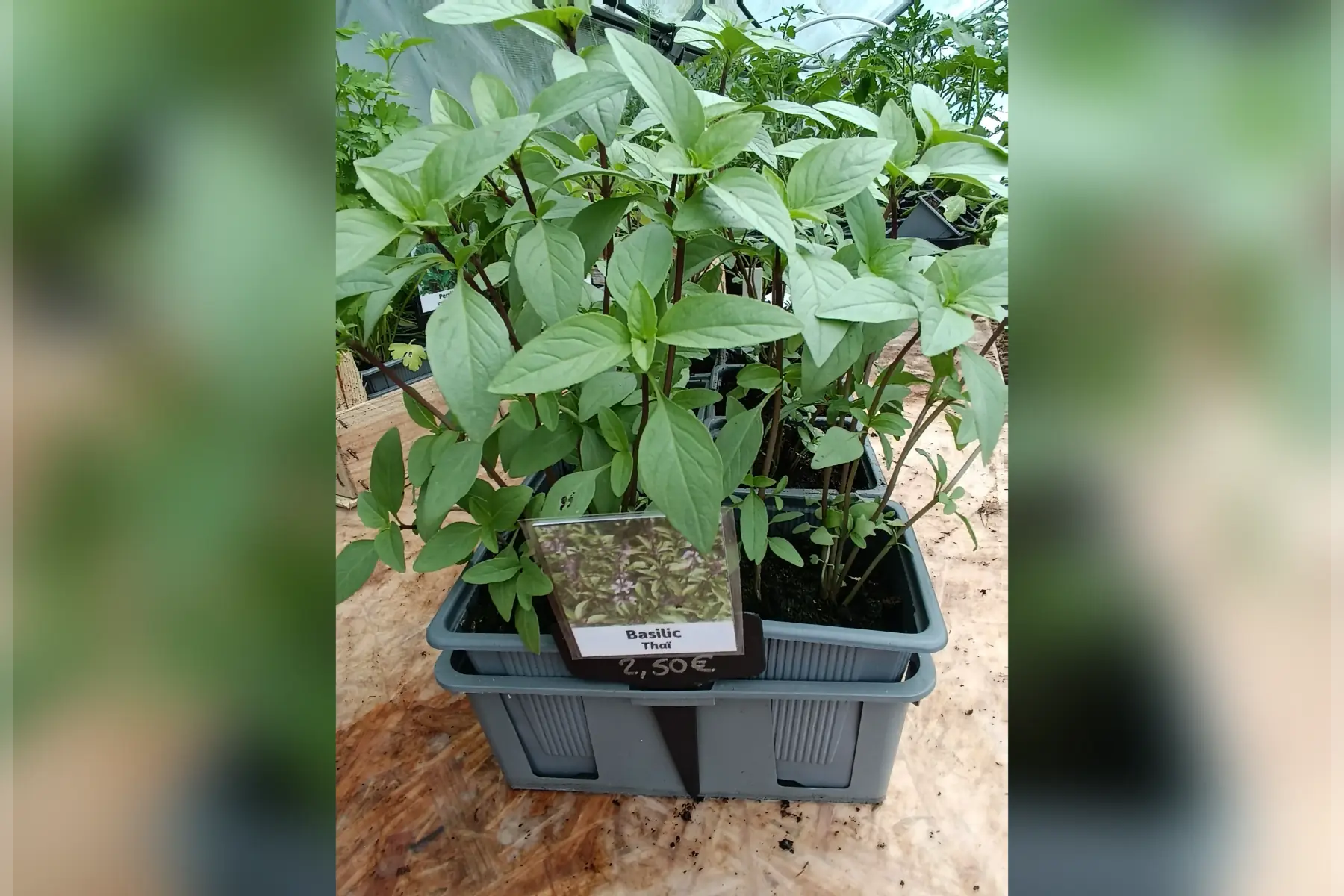 Plant de basilic Thaï