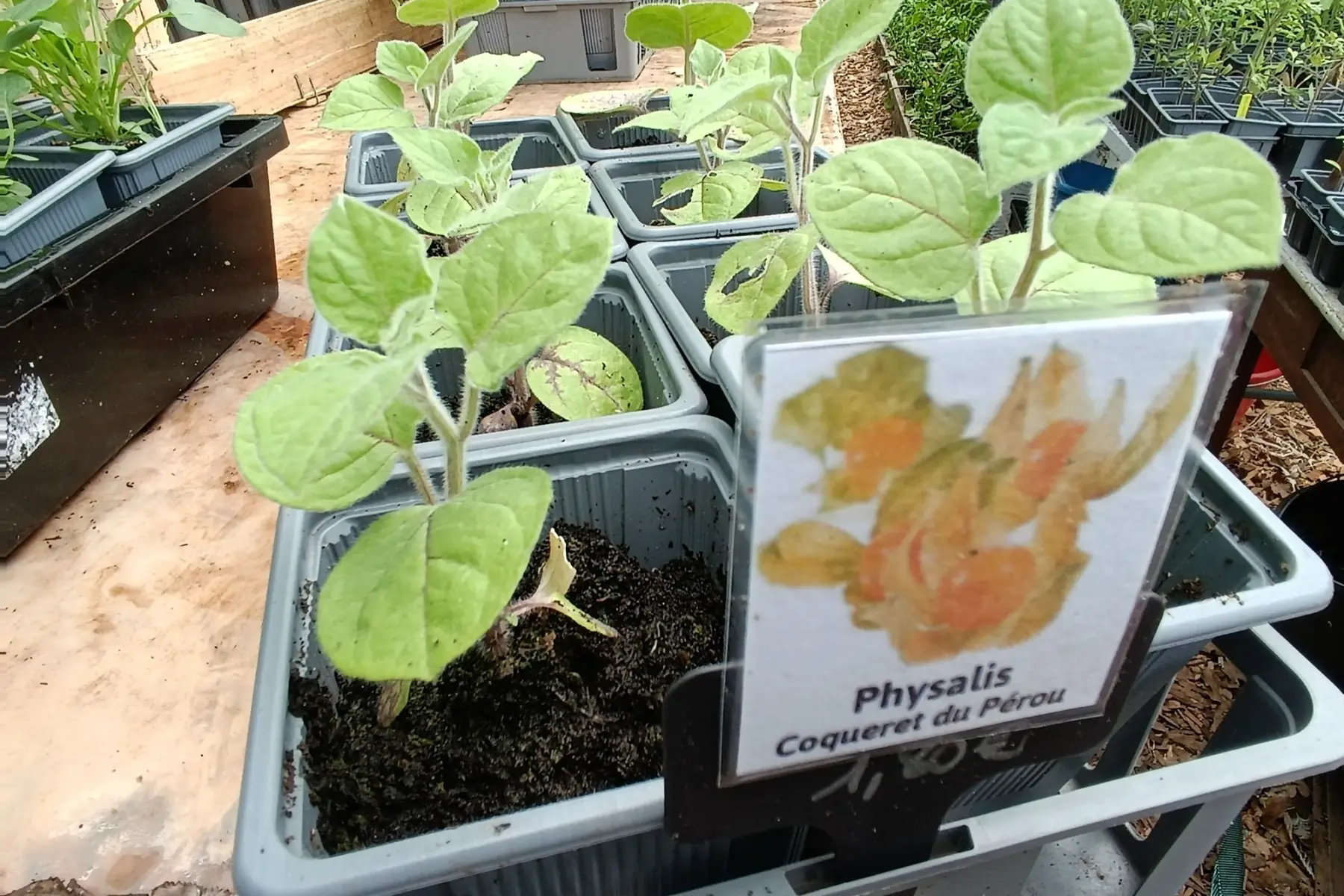 Plant de Physalis