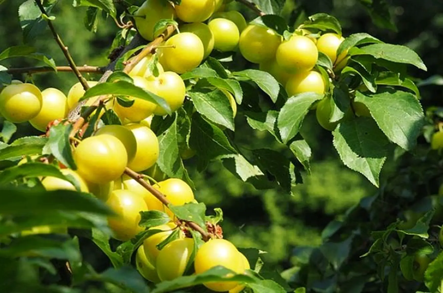 Prunes jaunes