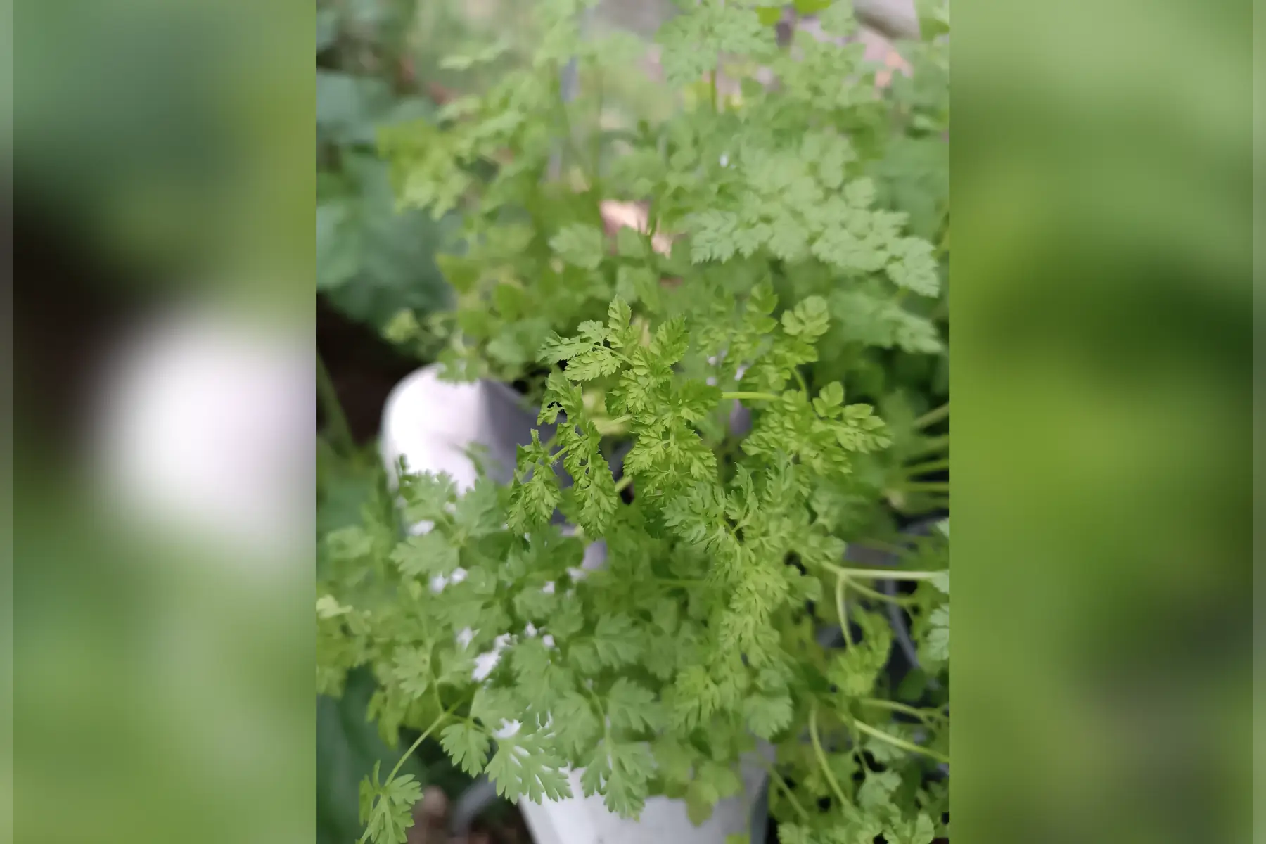 Plant de cerfeuil