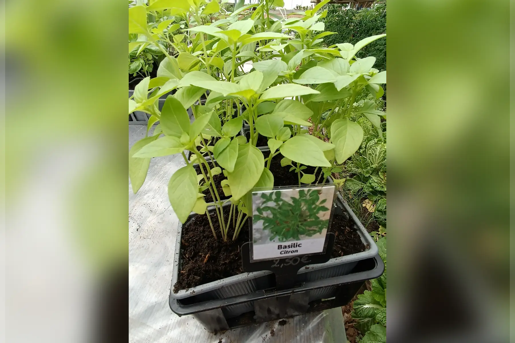 Plant de basilic Citron