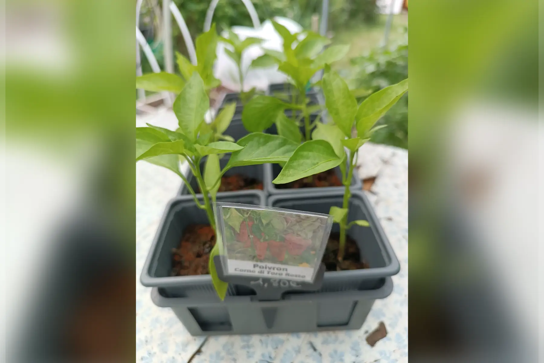 Plant de poivron "Corno di toro rosso"