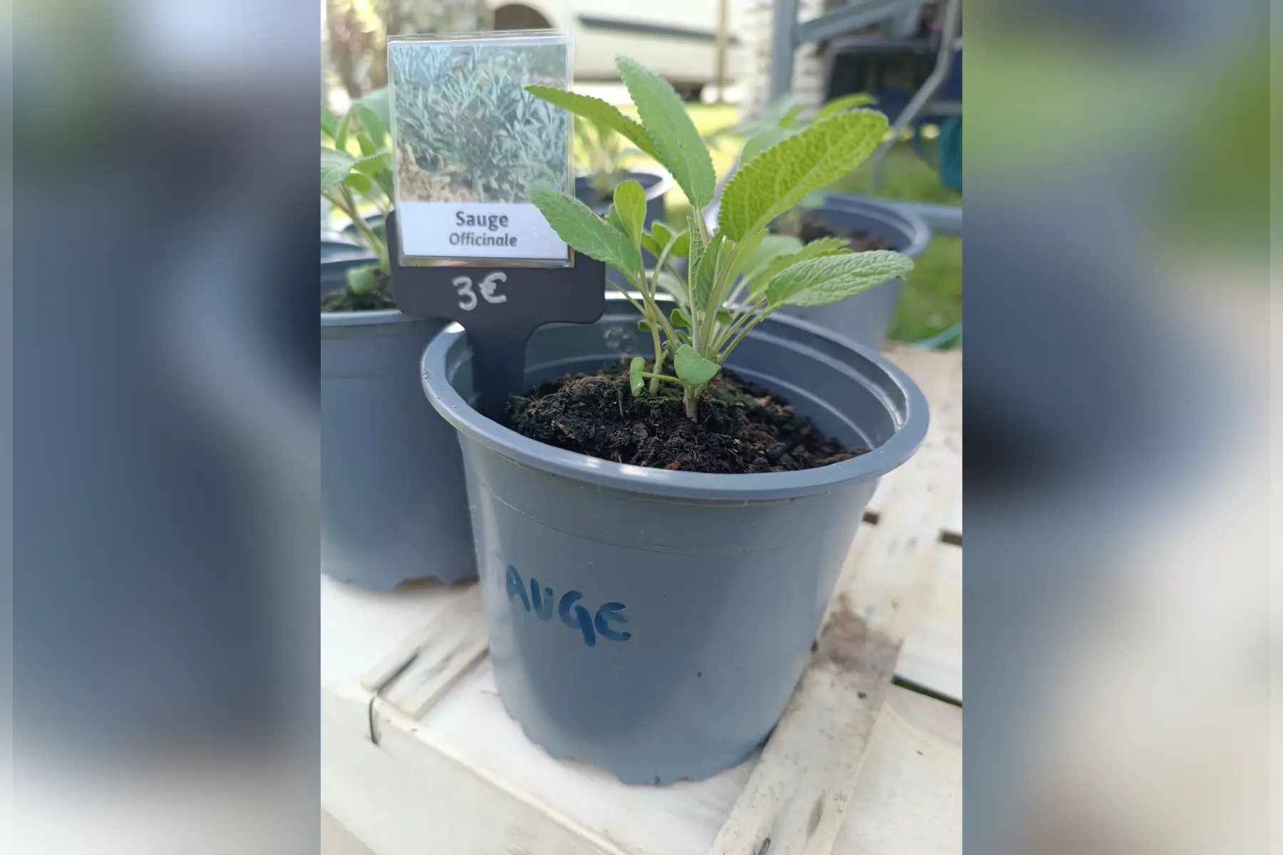 Plant de Sauge officinale