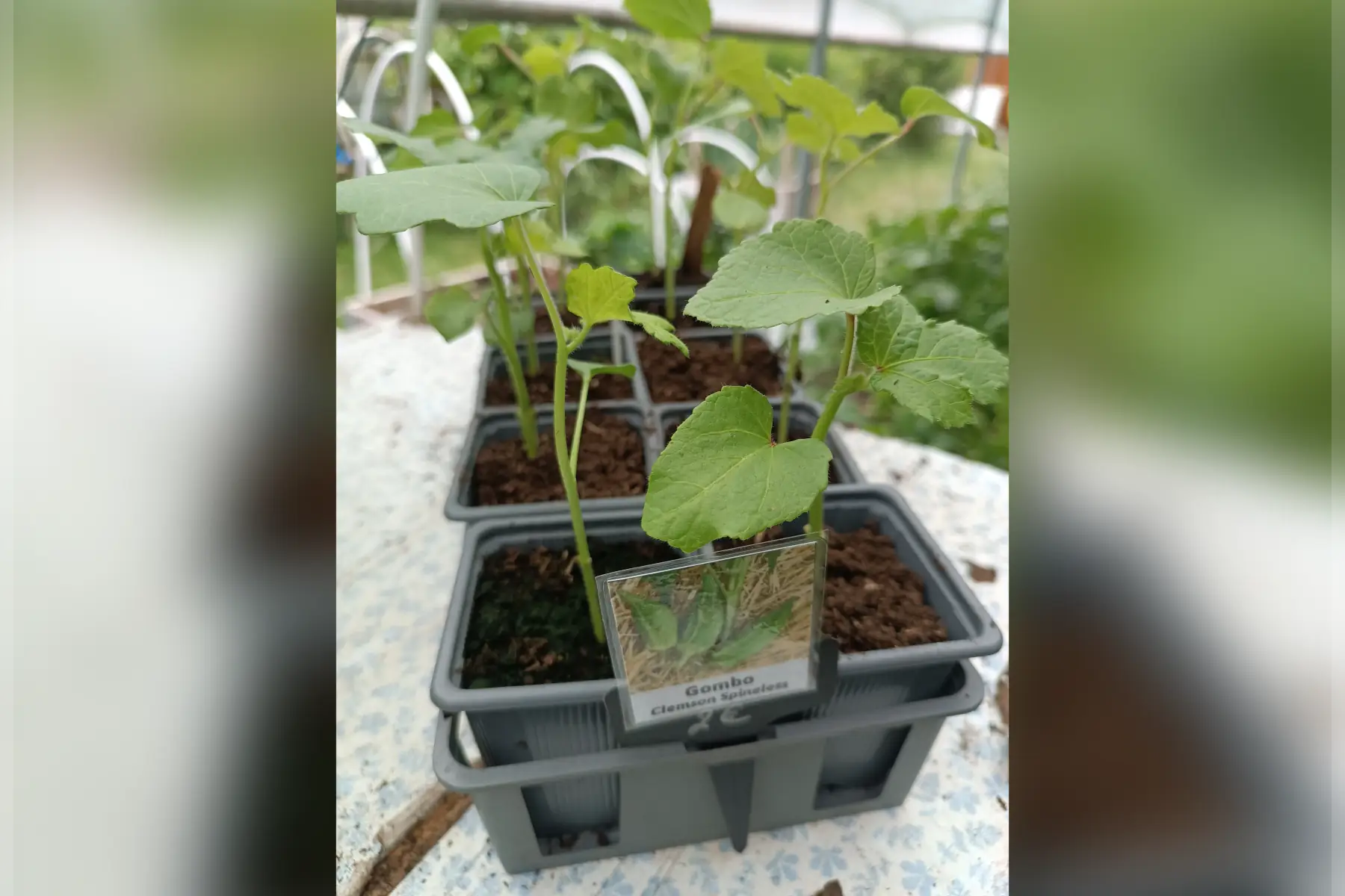 Plant de Gombo