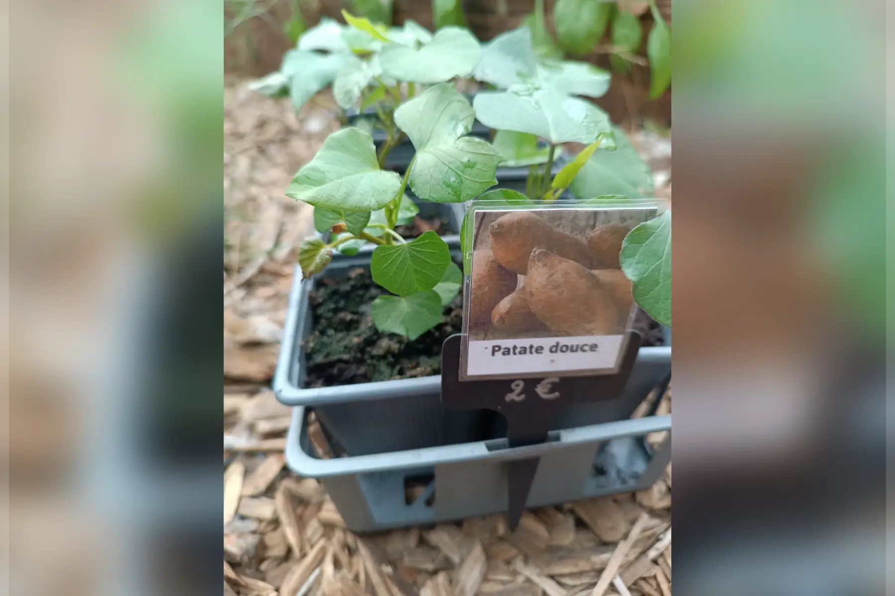 Plant de patate douce