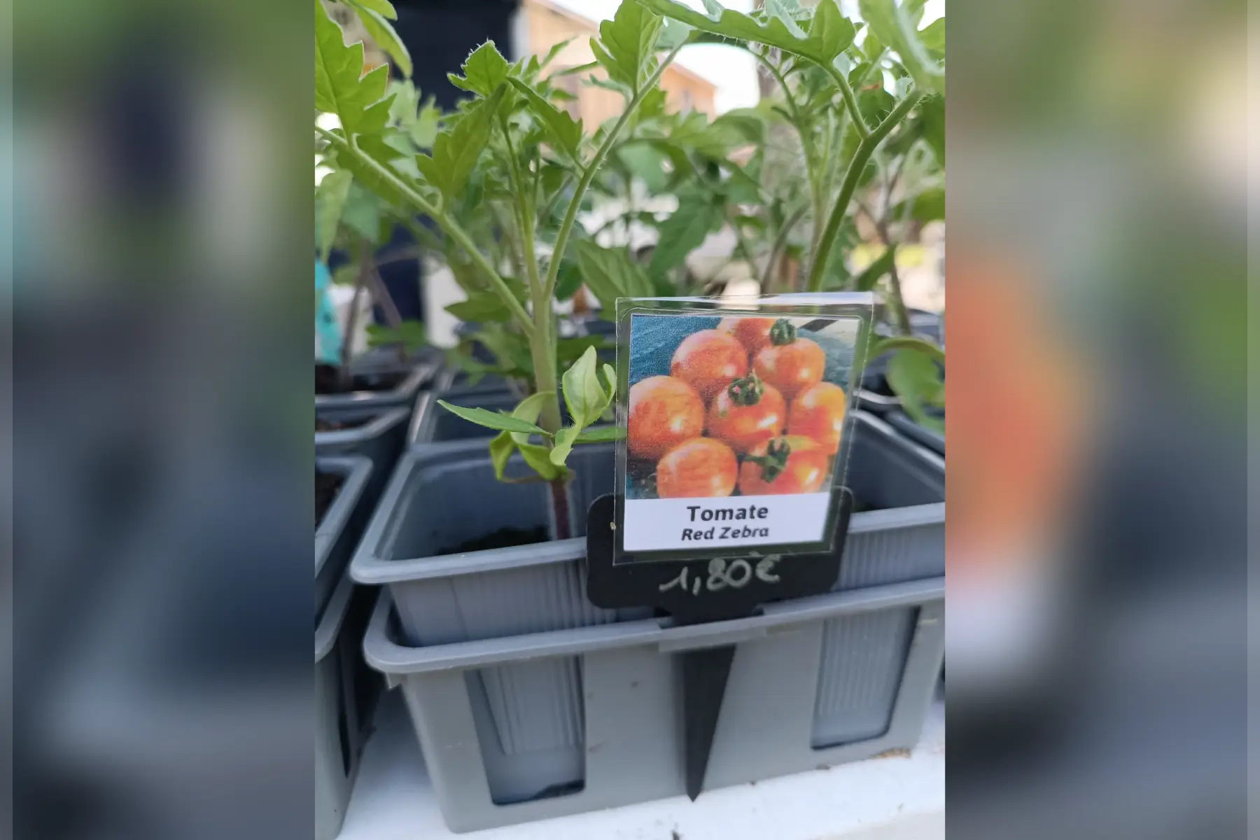 Plant de tomates Red Zebra