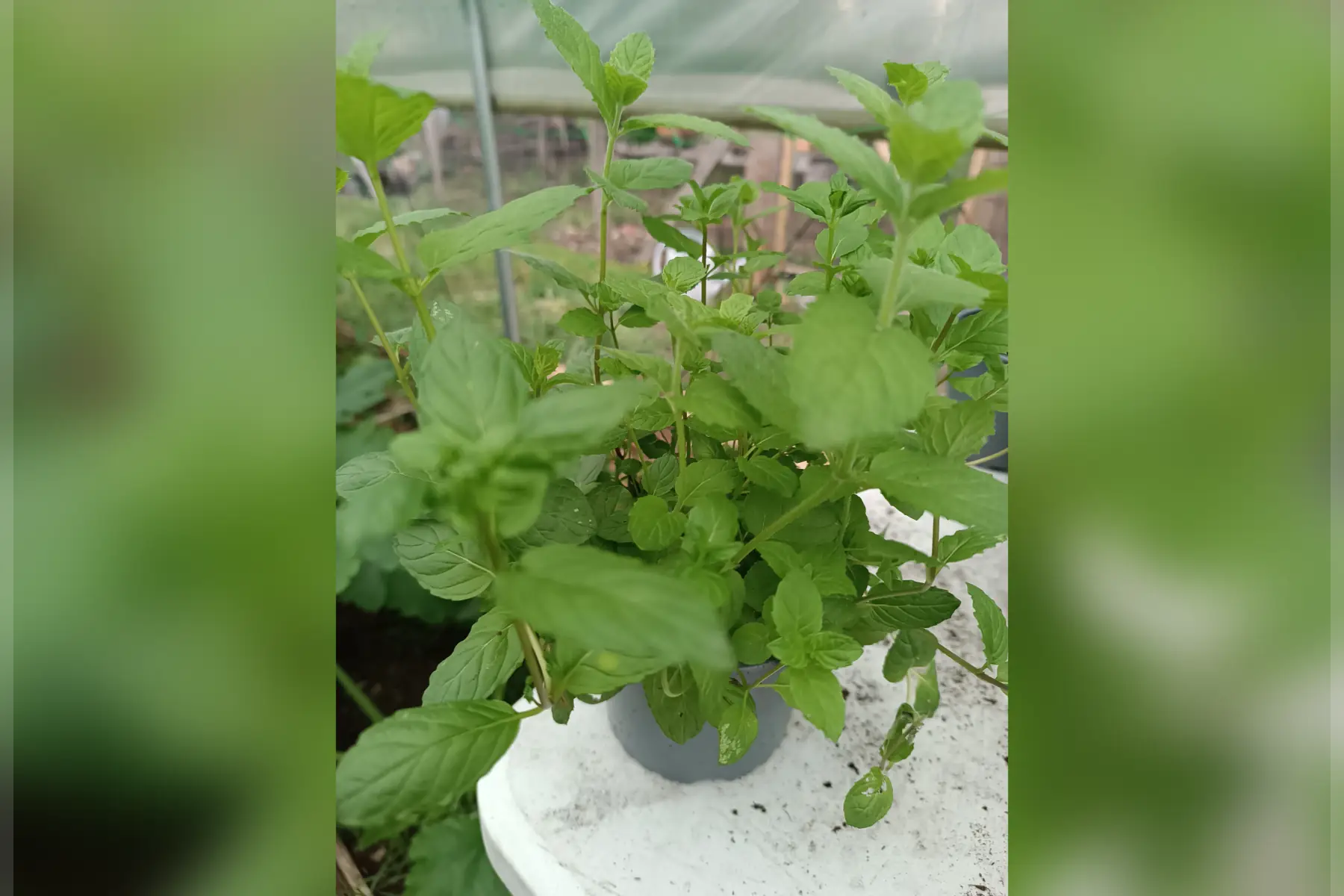 Plant de menthe crepue