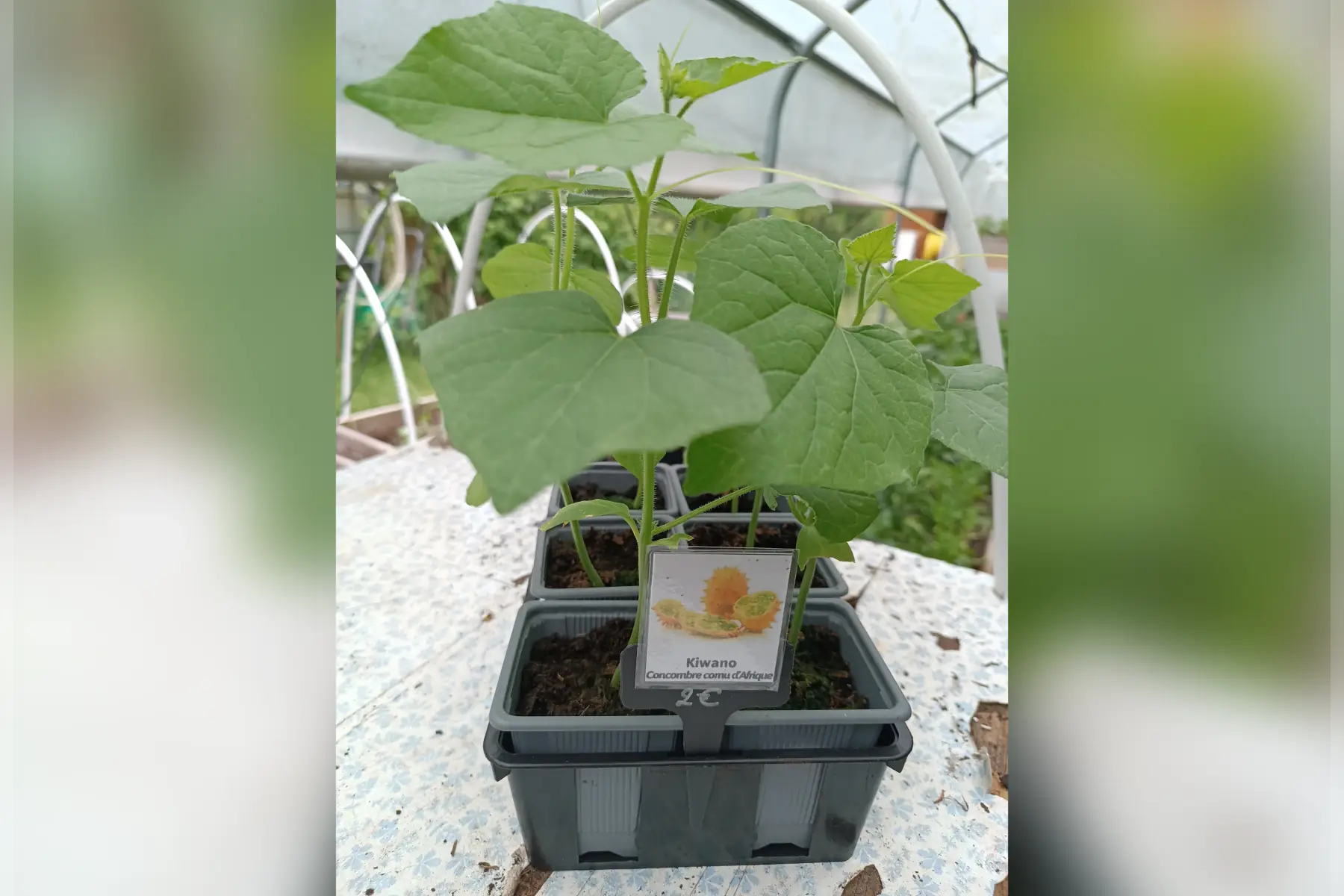 Plant de Kiwano