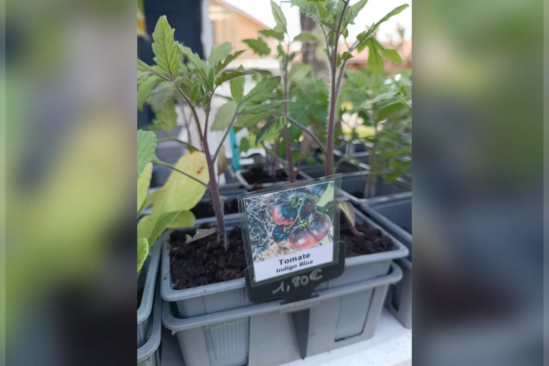 Plant de tomate Indigo Blue