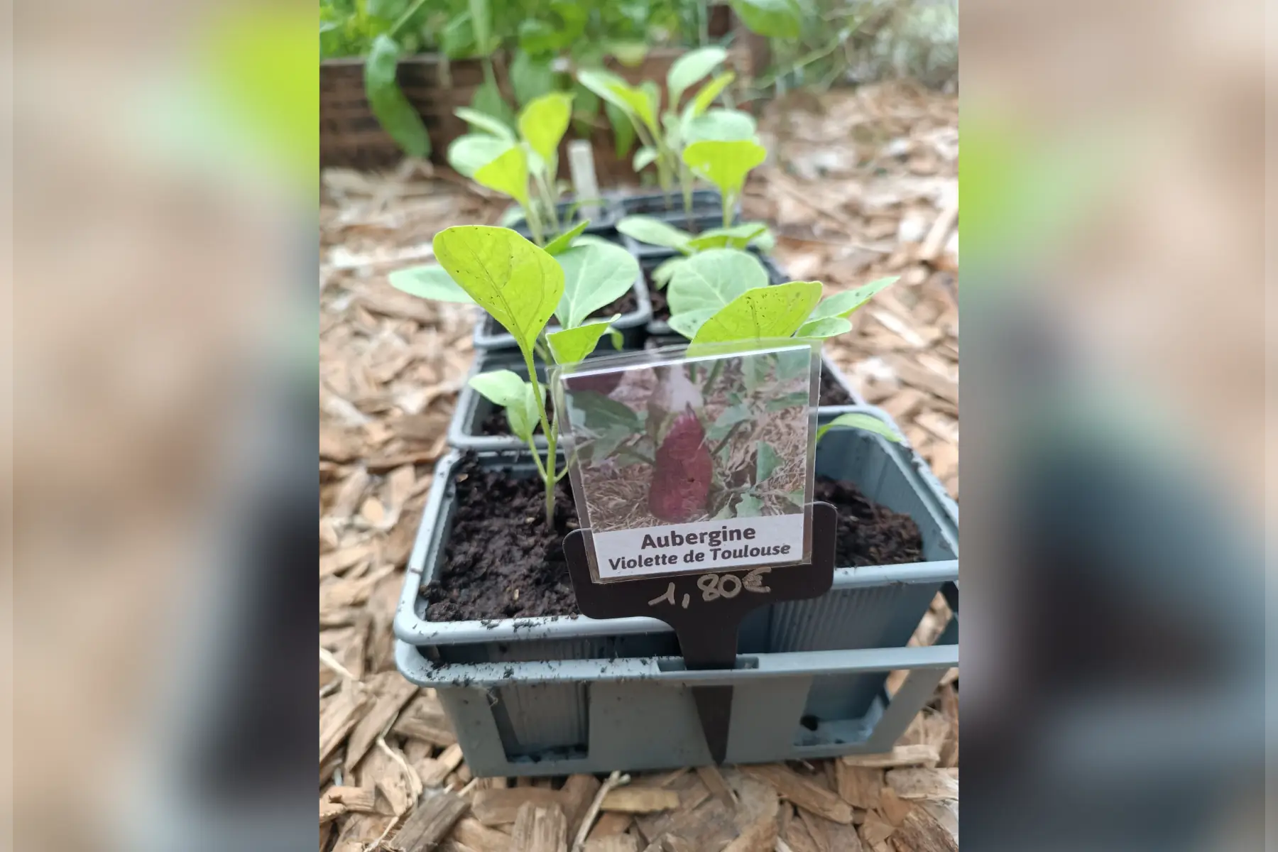 Plant d'aubergine "Violette de Toulouse"